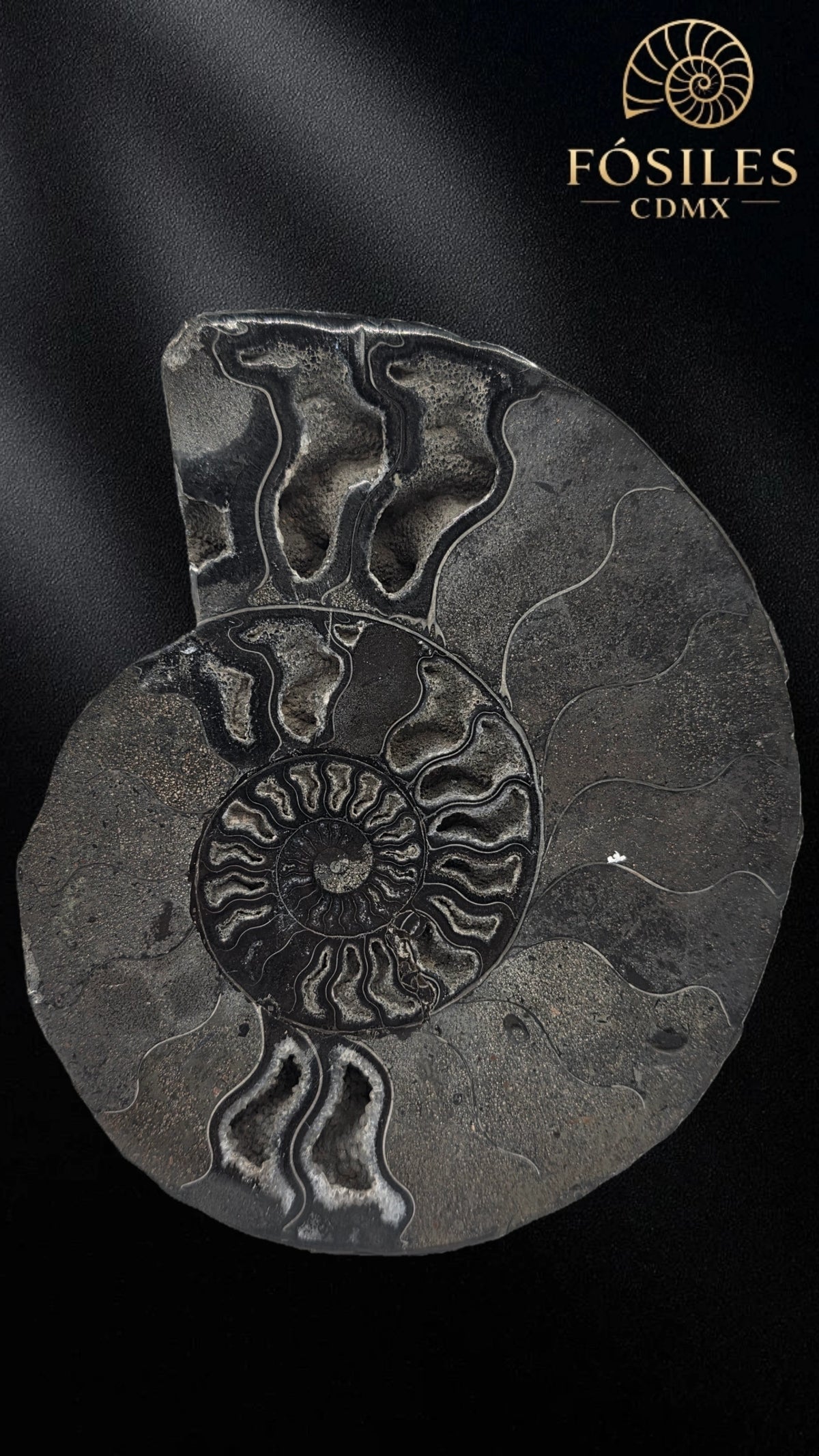 Amonite cleoniceras negro -15cm