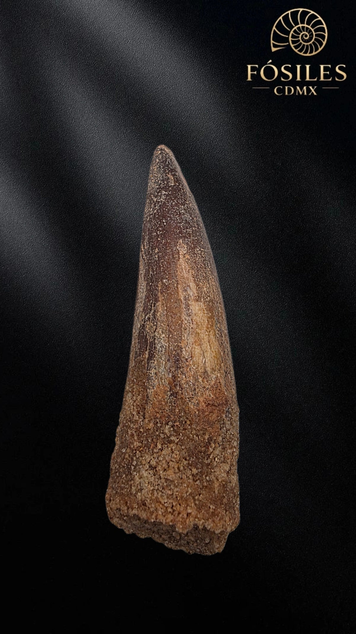 Diente grande de spinosaurus