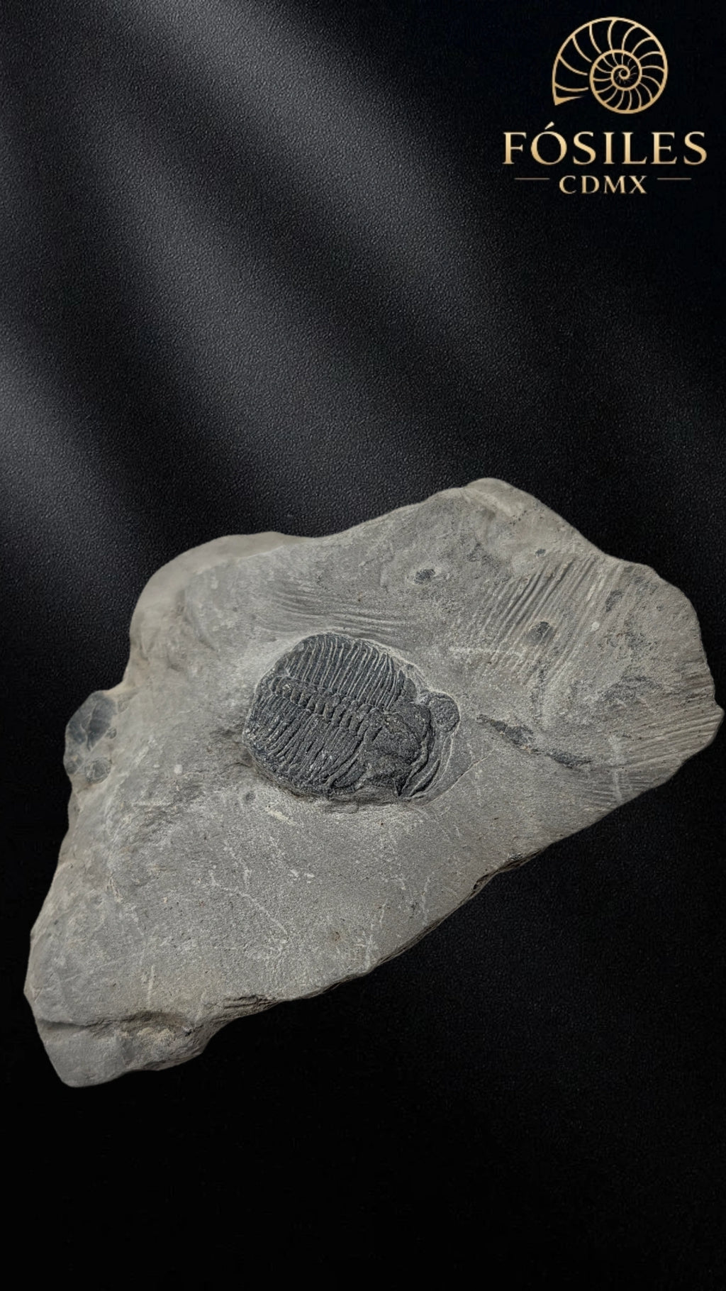 Trilobite elrathia kingii #5