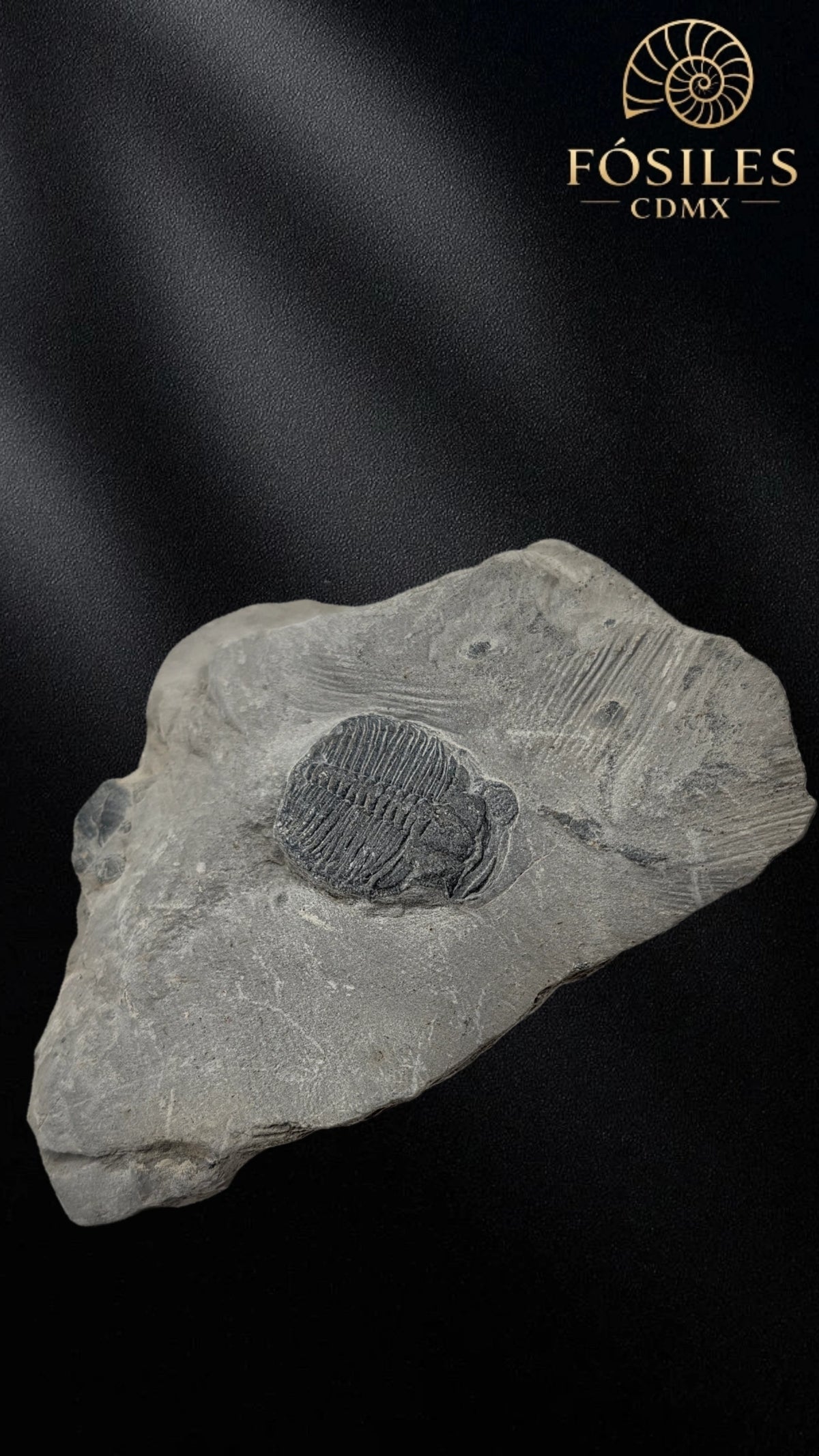 Trilobite elrathia kingii #5