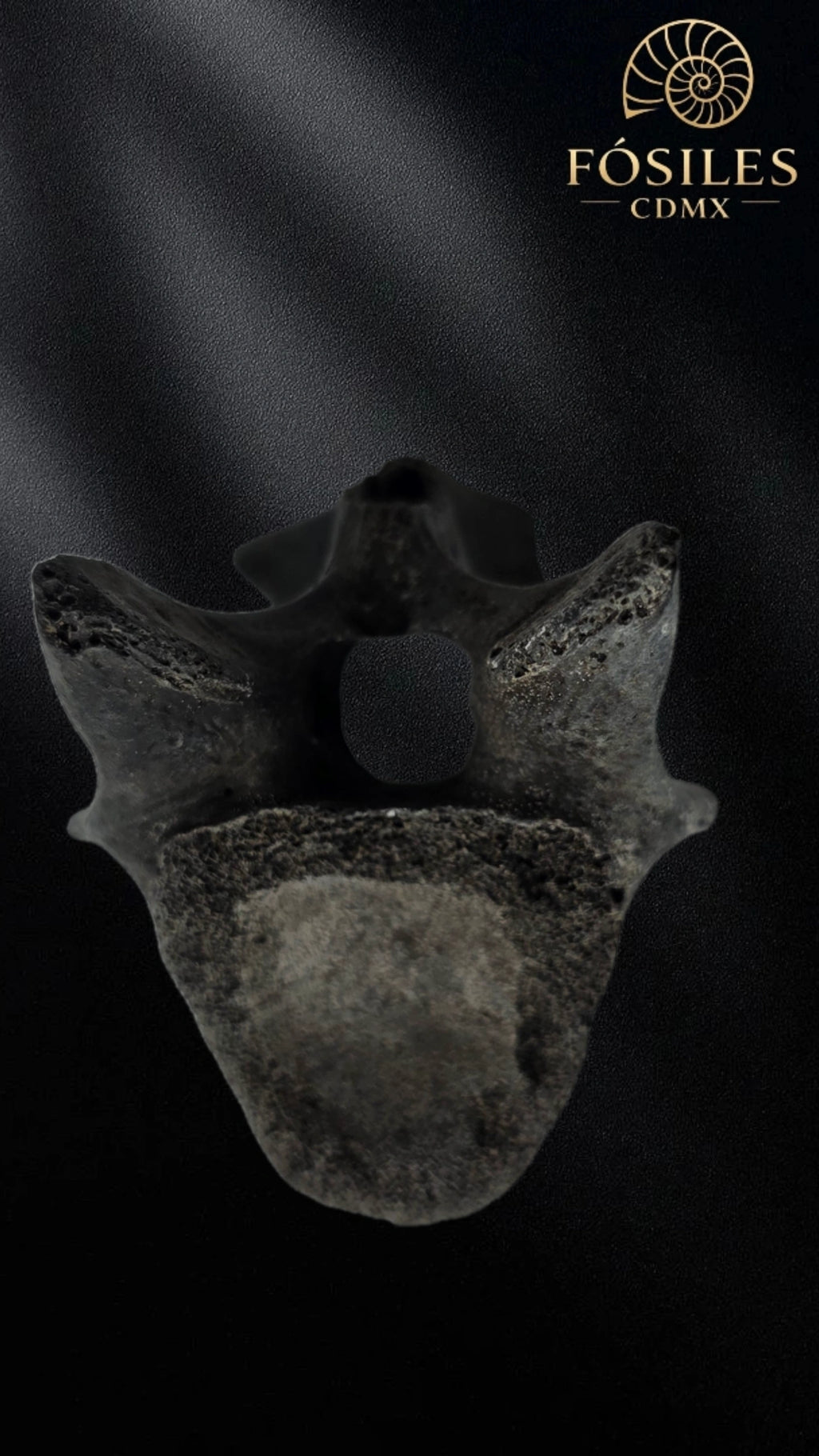 Vertebra de alligator #3