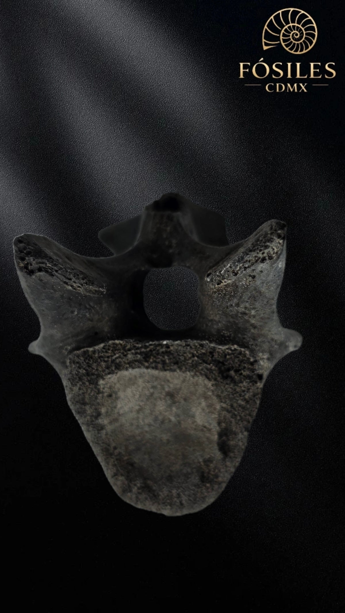 Vertebra de alligator #3