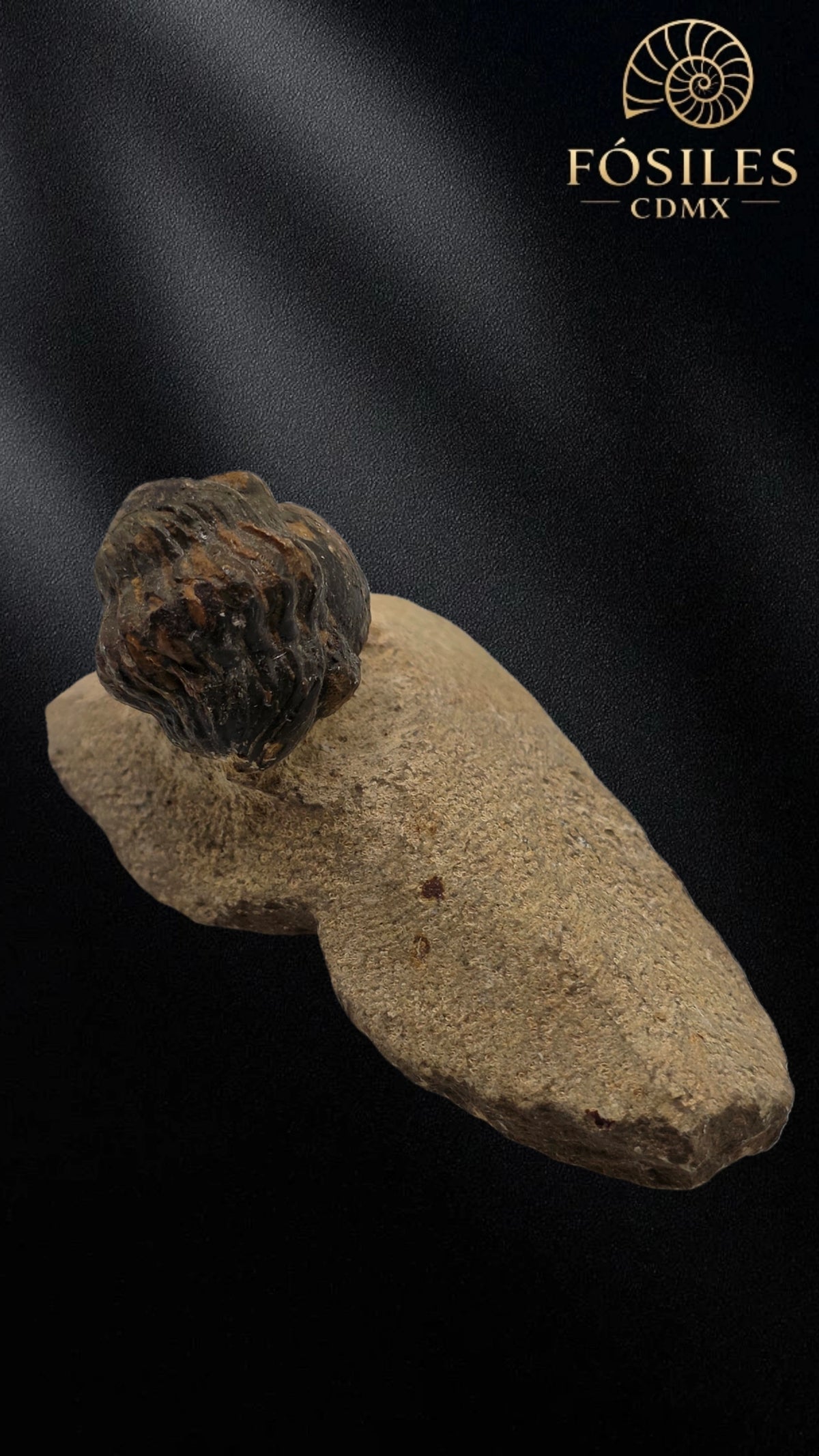Trilobite enrollado en matriz #4