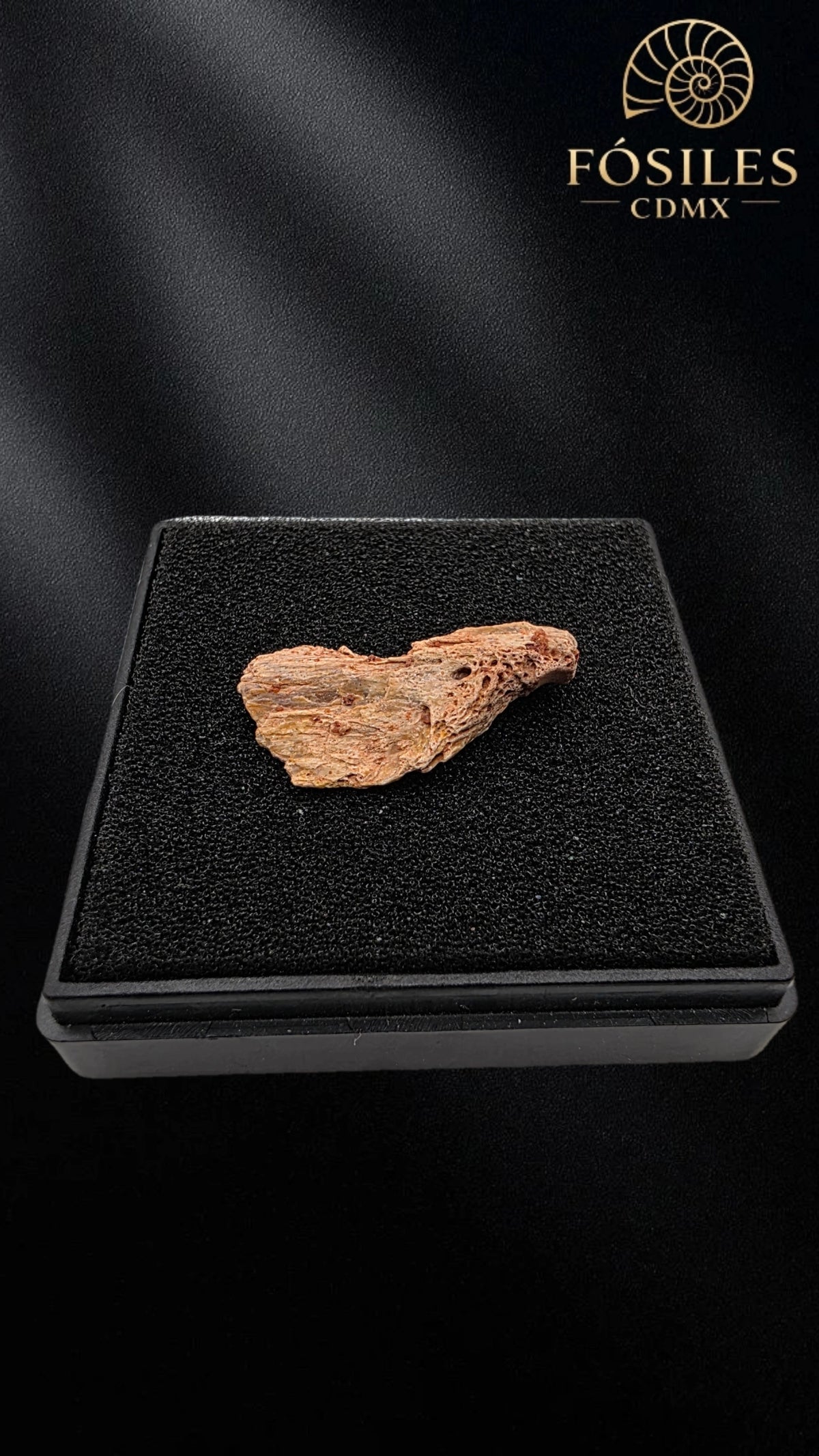 Fragmento de mandibula de dinosaurio