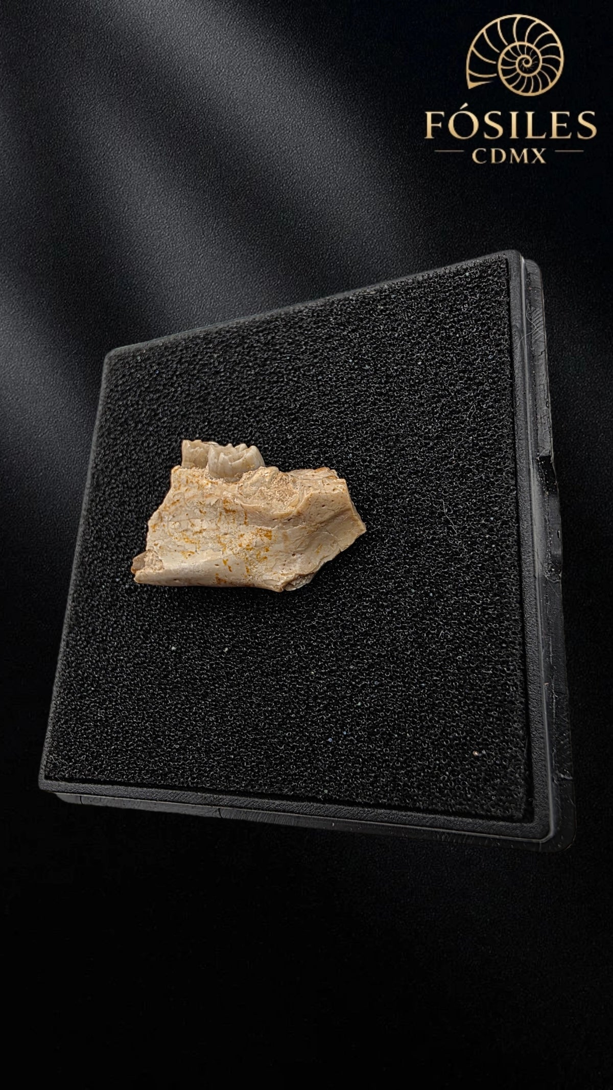 Mandibula con dos dientes de tejón