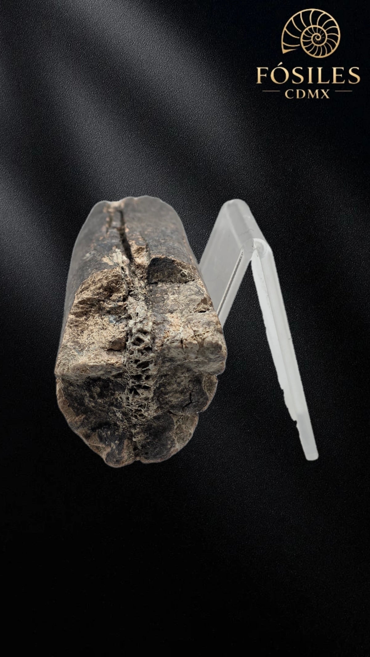 Fragmento de hueso de mamut #13