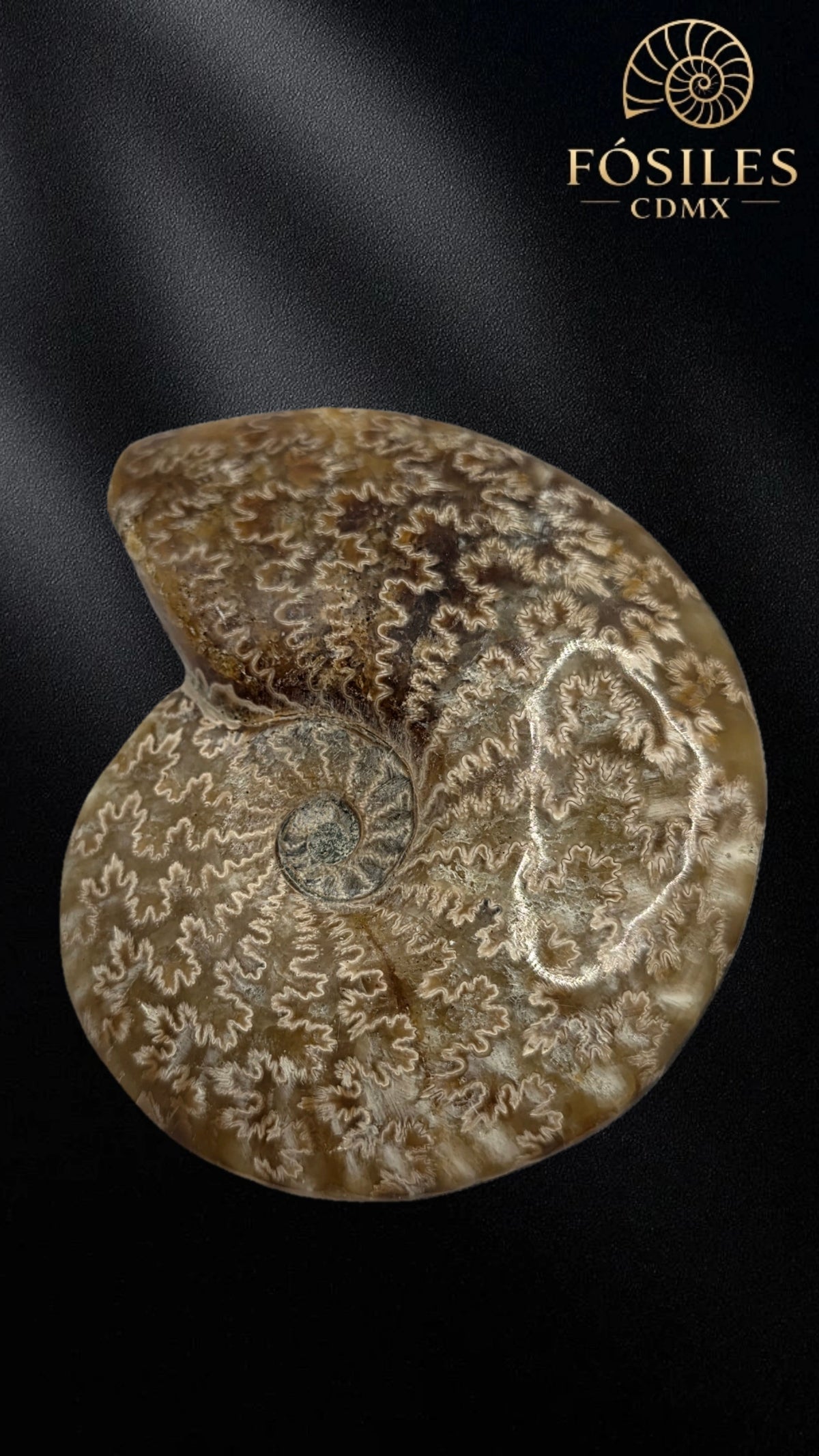 Amonite cleoniceras -8cm #2