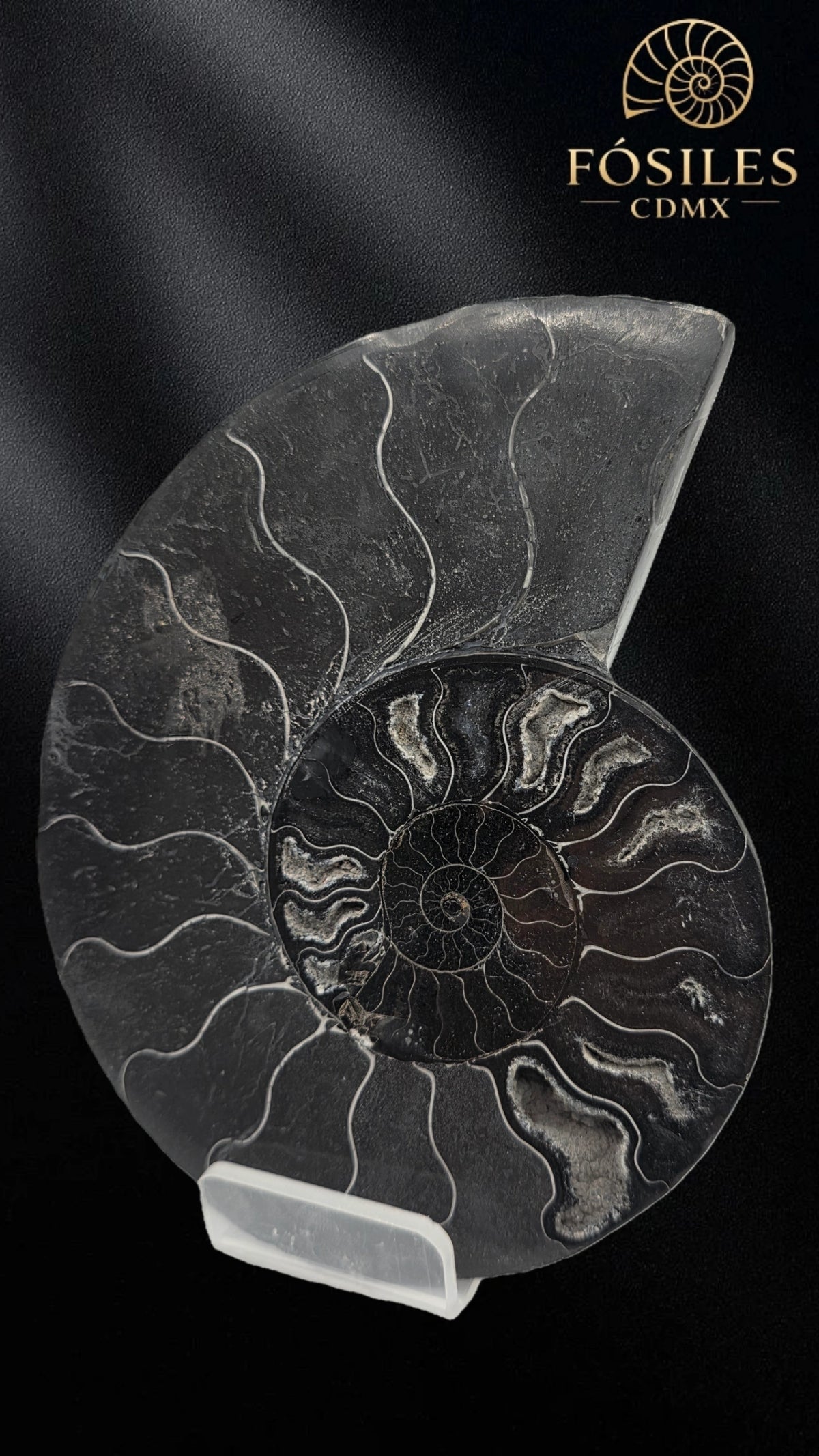 Amonite cleoniceras negro -14cm