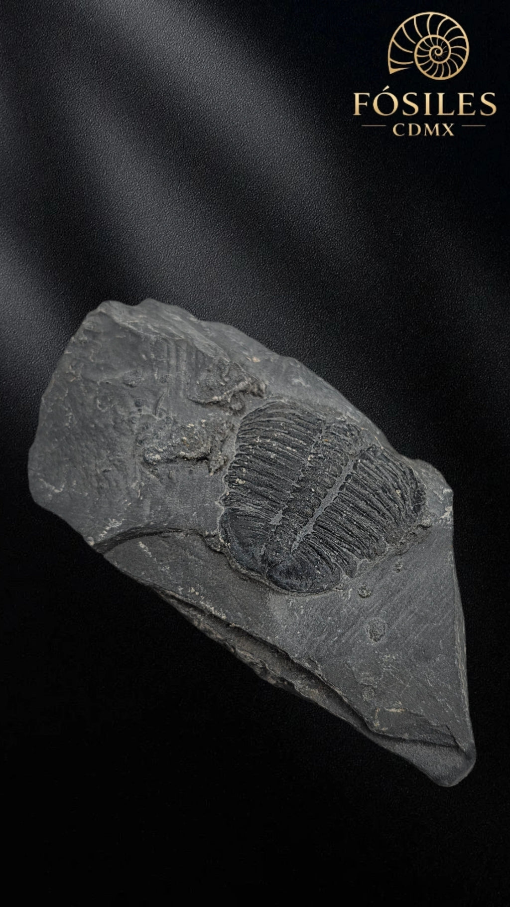 Trilobite elrathia kingii #7