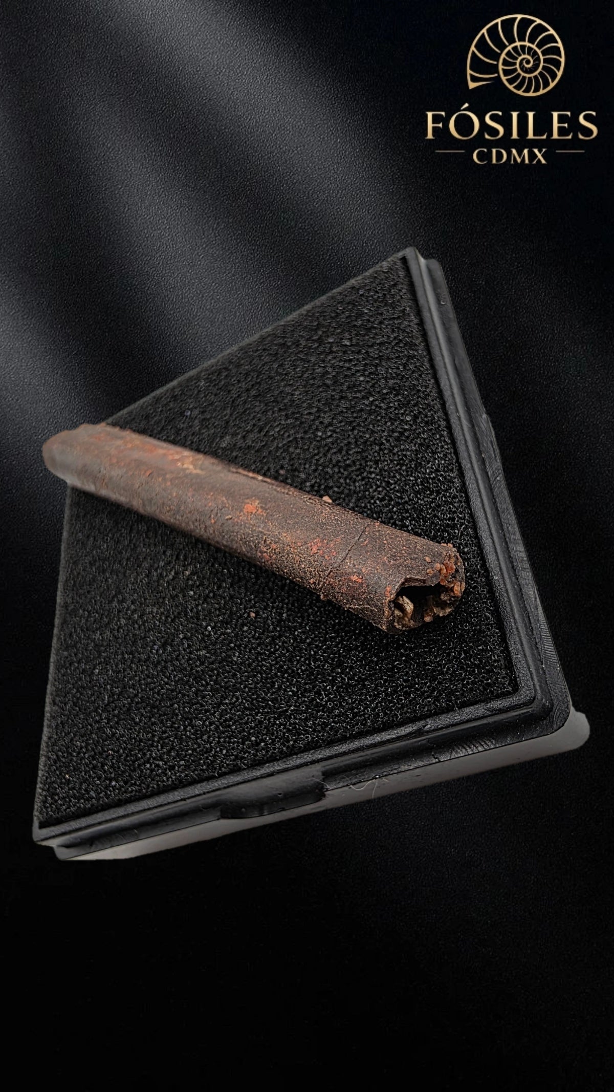 Hueso de ala de pterodactilo