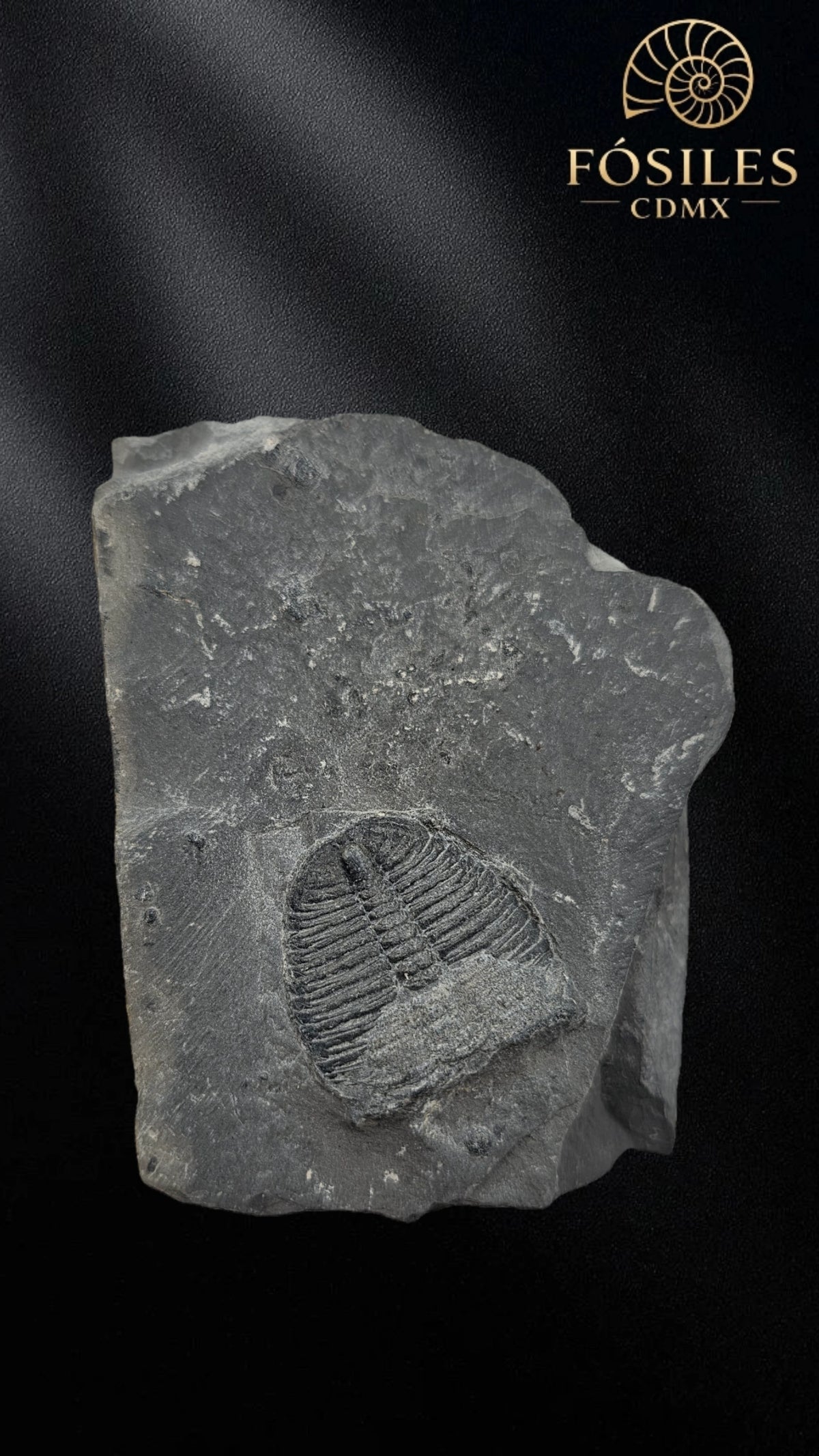 Trilobite elrathia kingii #6