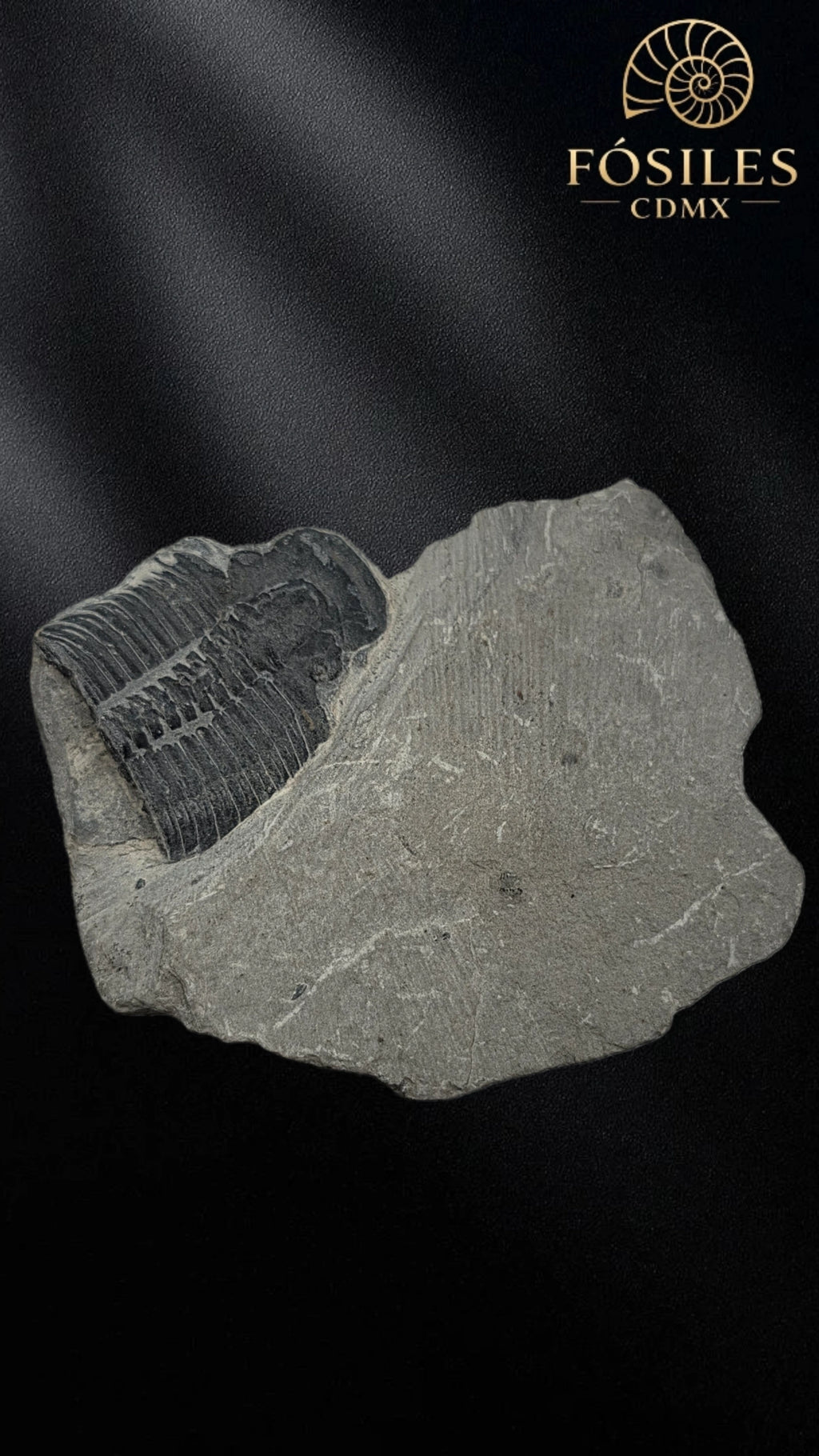 Trilobite elrathia kingii