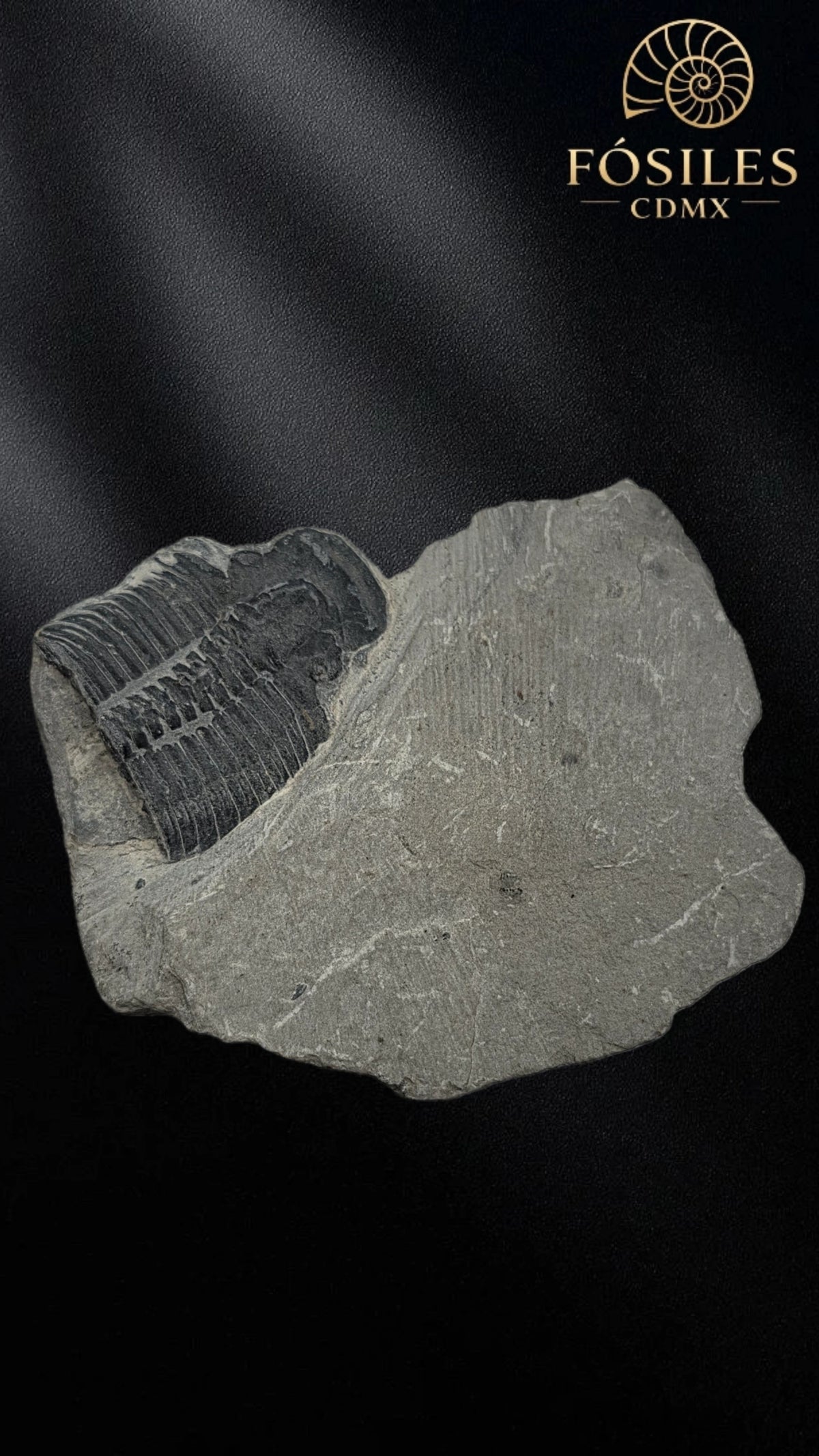 Trilobite elrathia kingii