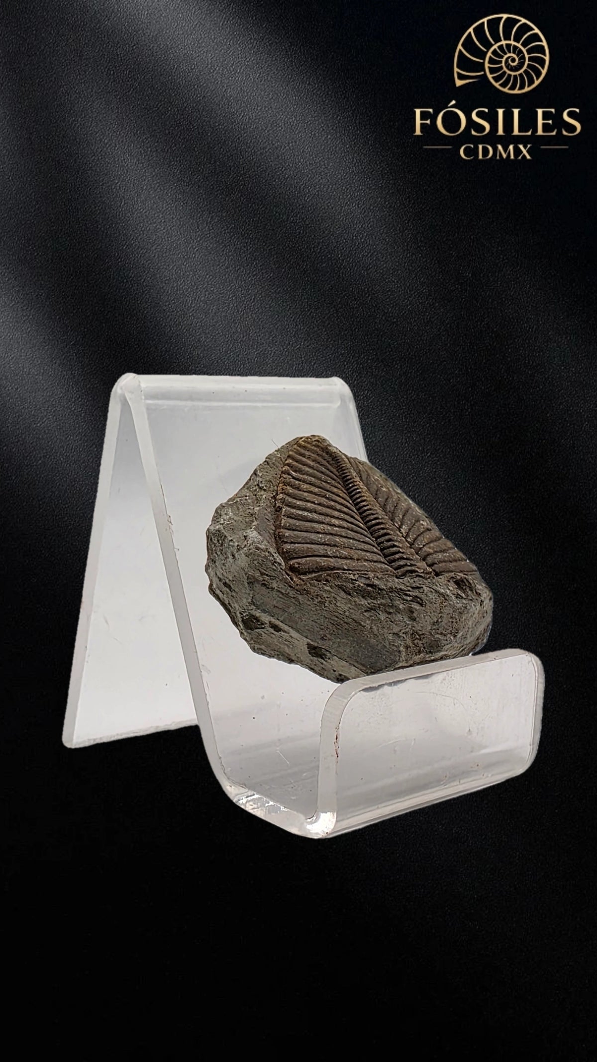 Trilobite coronocephalus #1