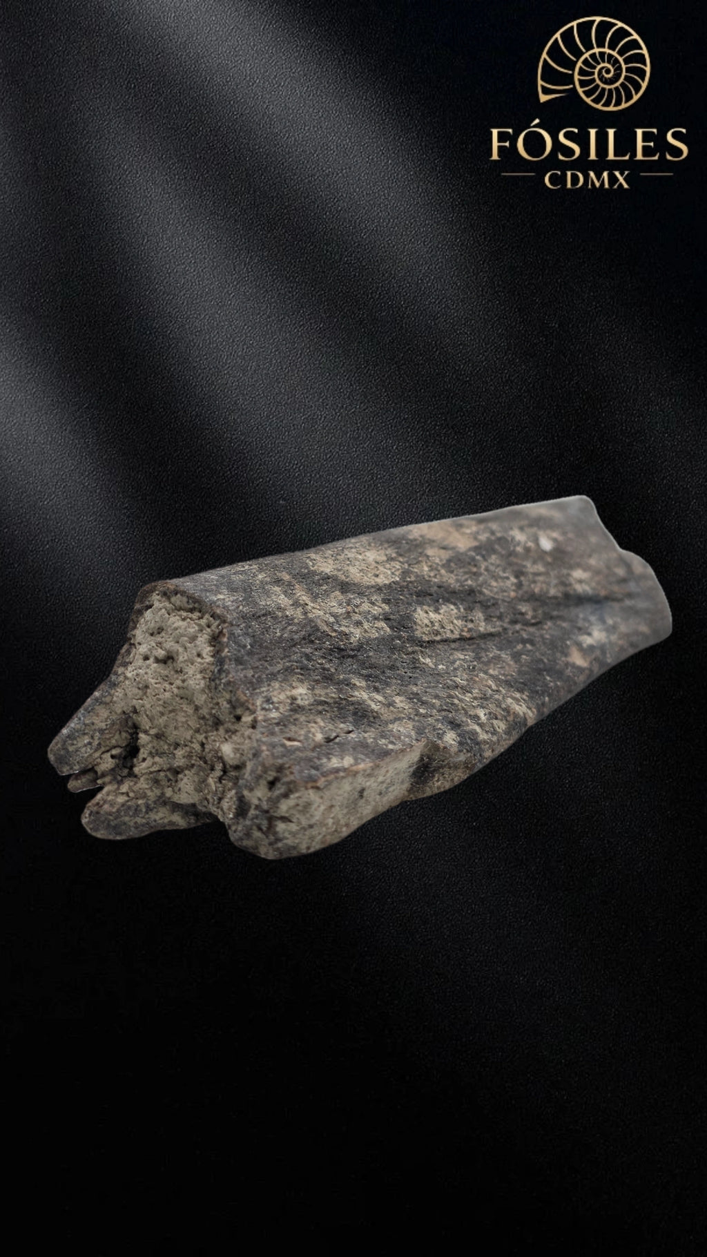 Fragmento de hueso de mamut #2