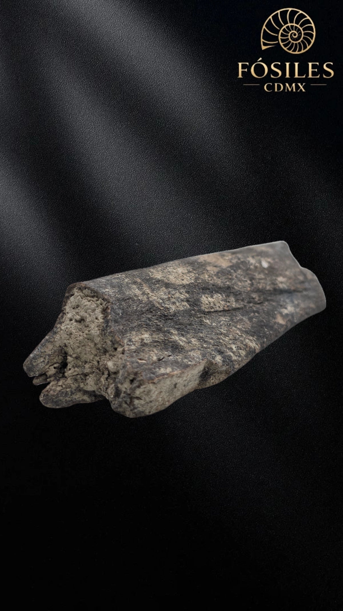 Fragmento de hueso de mamut #2