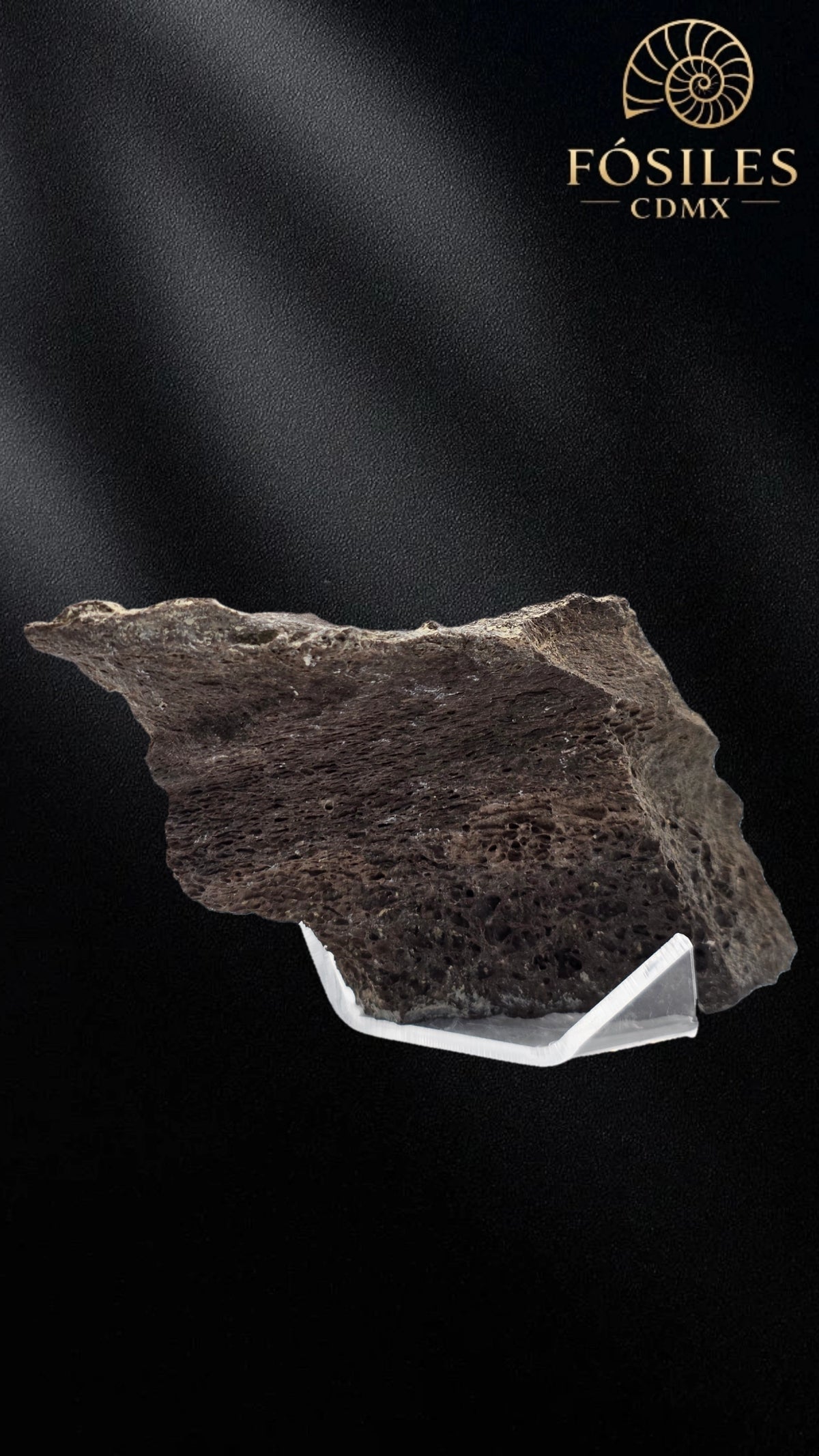 Fragmento de hueso de mamut #6