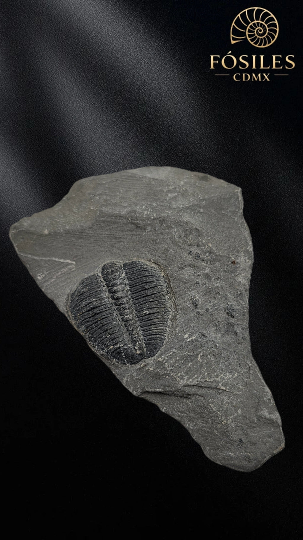 Trilobite elrathia kingii #3