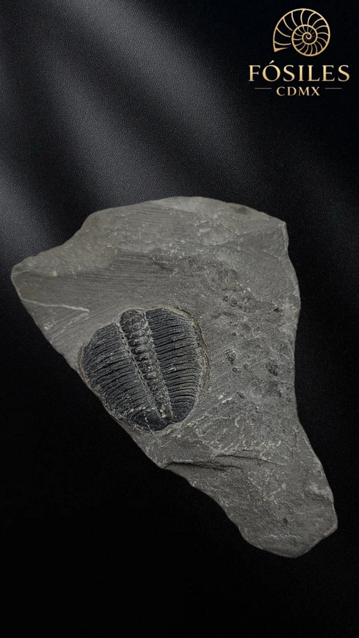 Trilobite elrathia kingii #3