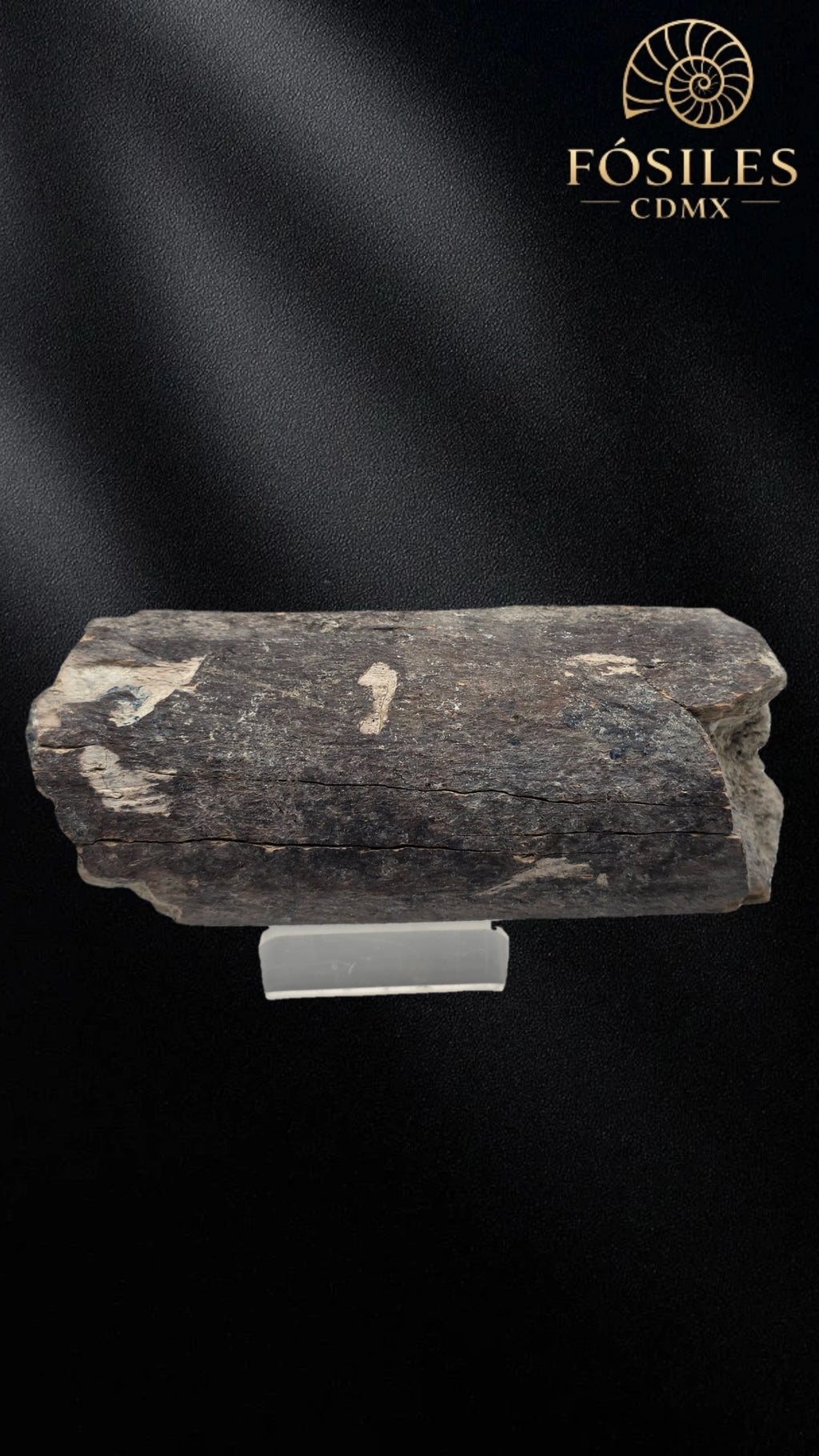 Fragmento de hueso de mamut #9