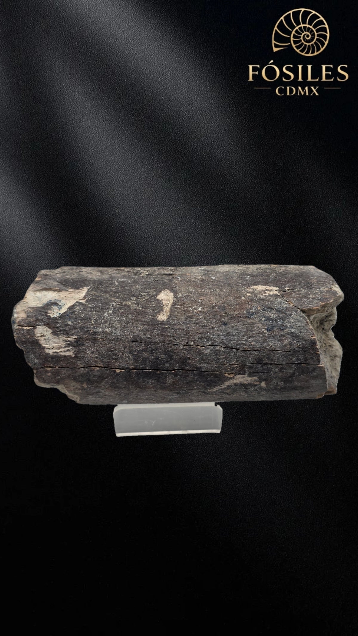 Fragmento de hueso de mamut #9