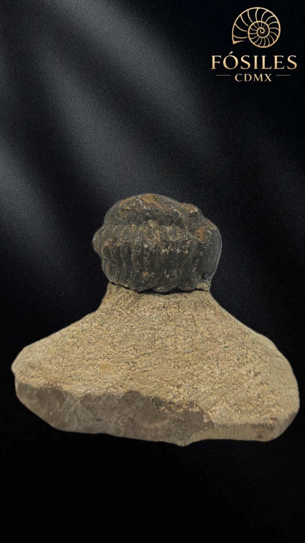 Trilobite enrollado en matriz #2