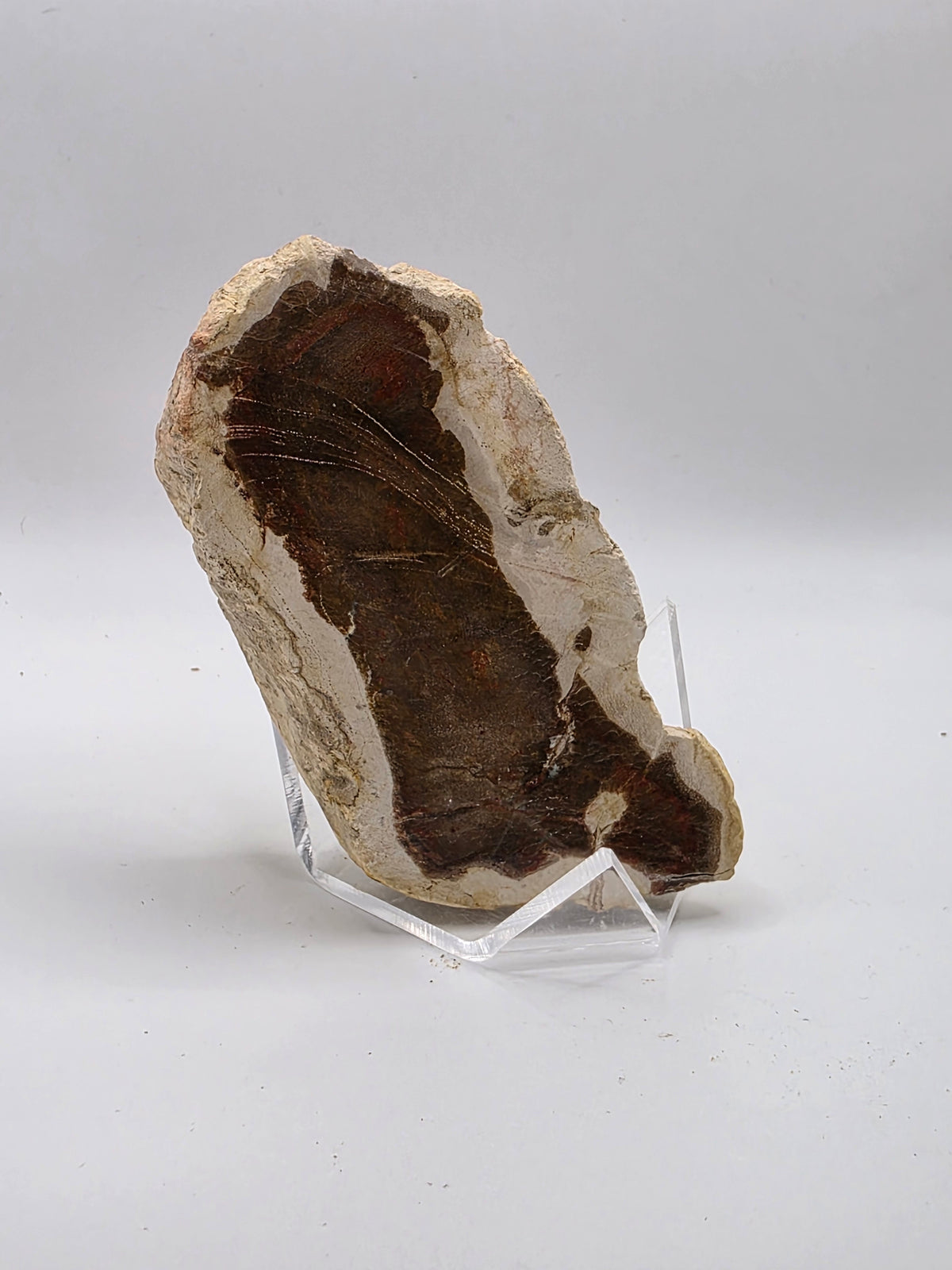 Madera petrificada de indonesia