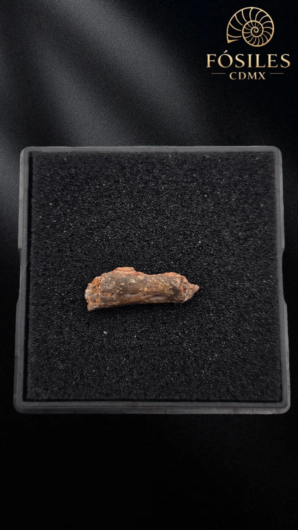 Mandibula de pterosaurio