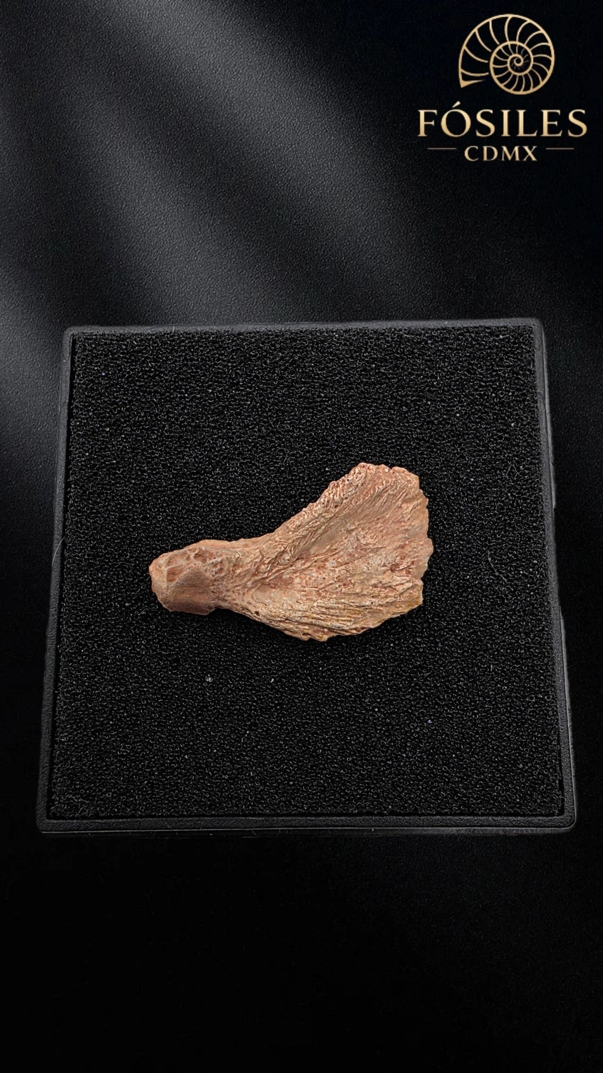 Fragmento de mandibula de dinosaurio