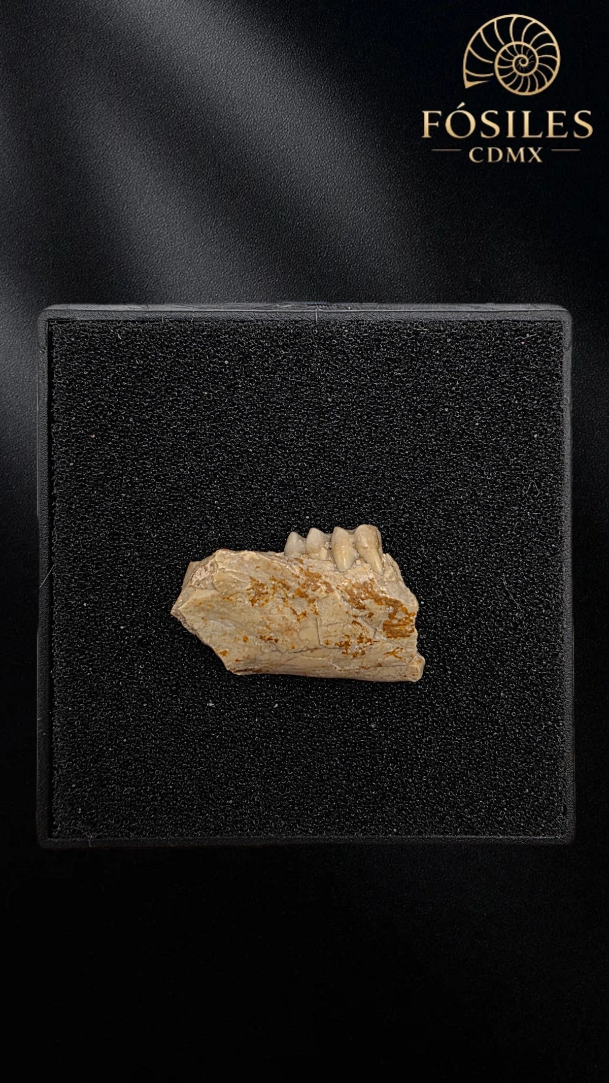 Mandibula con dos dientes de tejón