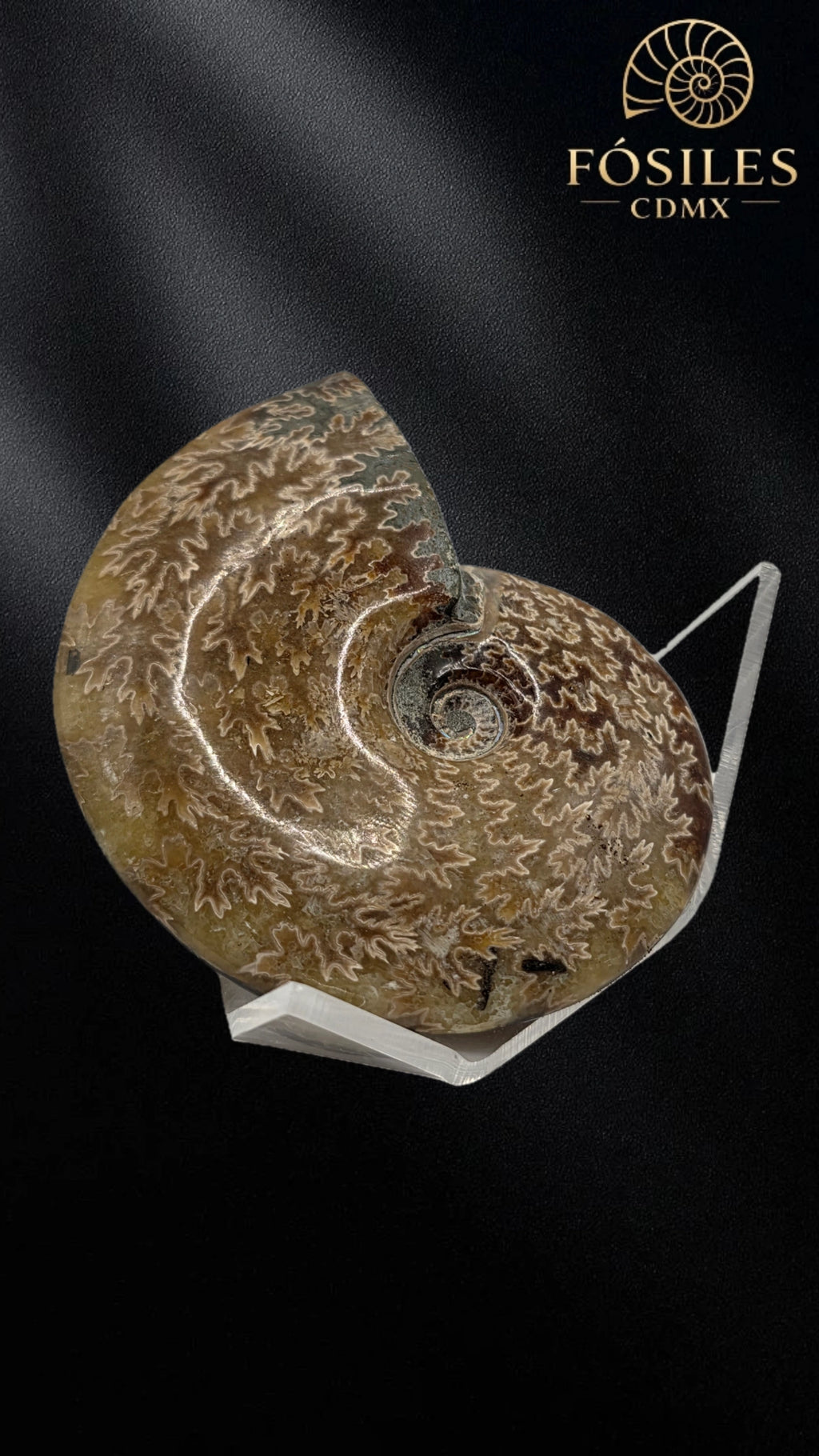 Amonite cleoniceras -9cm #3