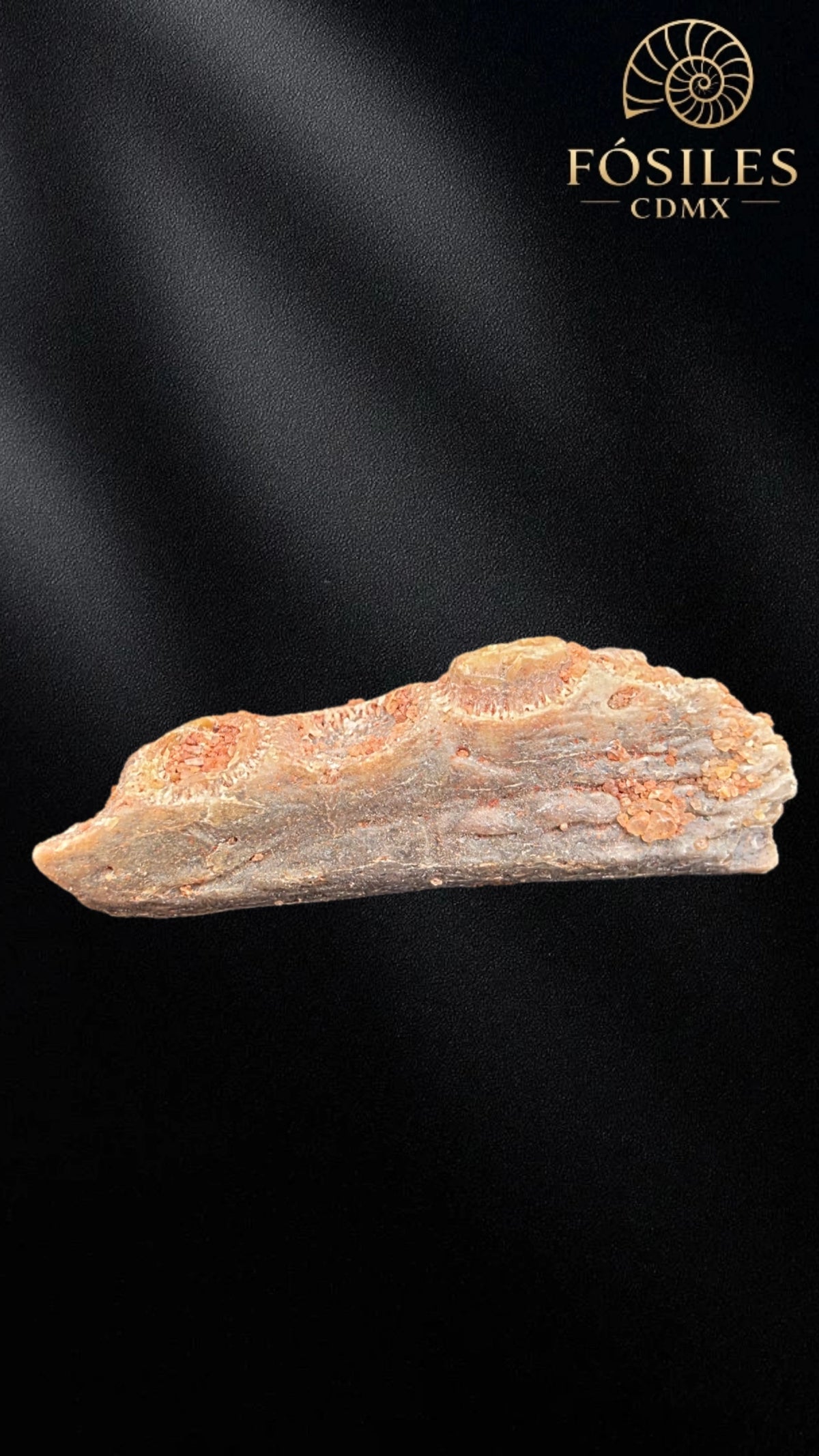 Mandibula de pterosaurio