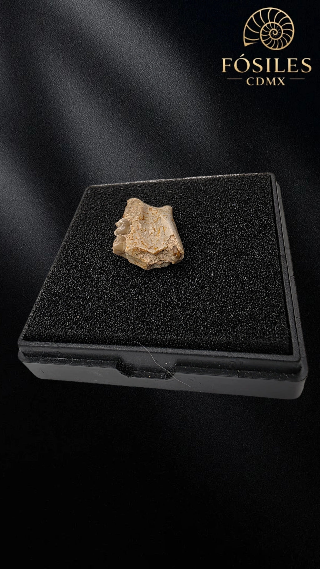Mandibula con dos dientes de tejón