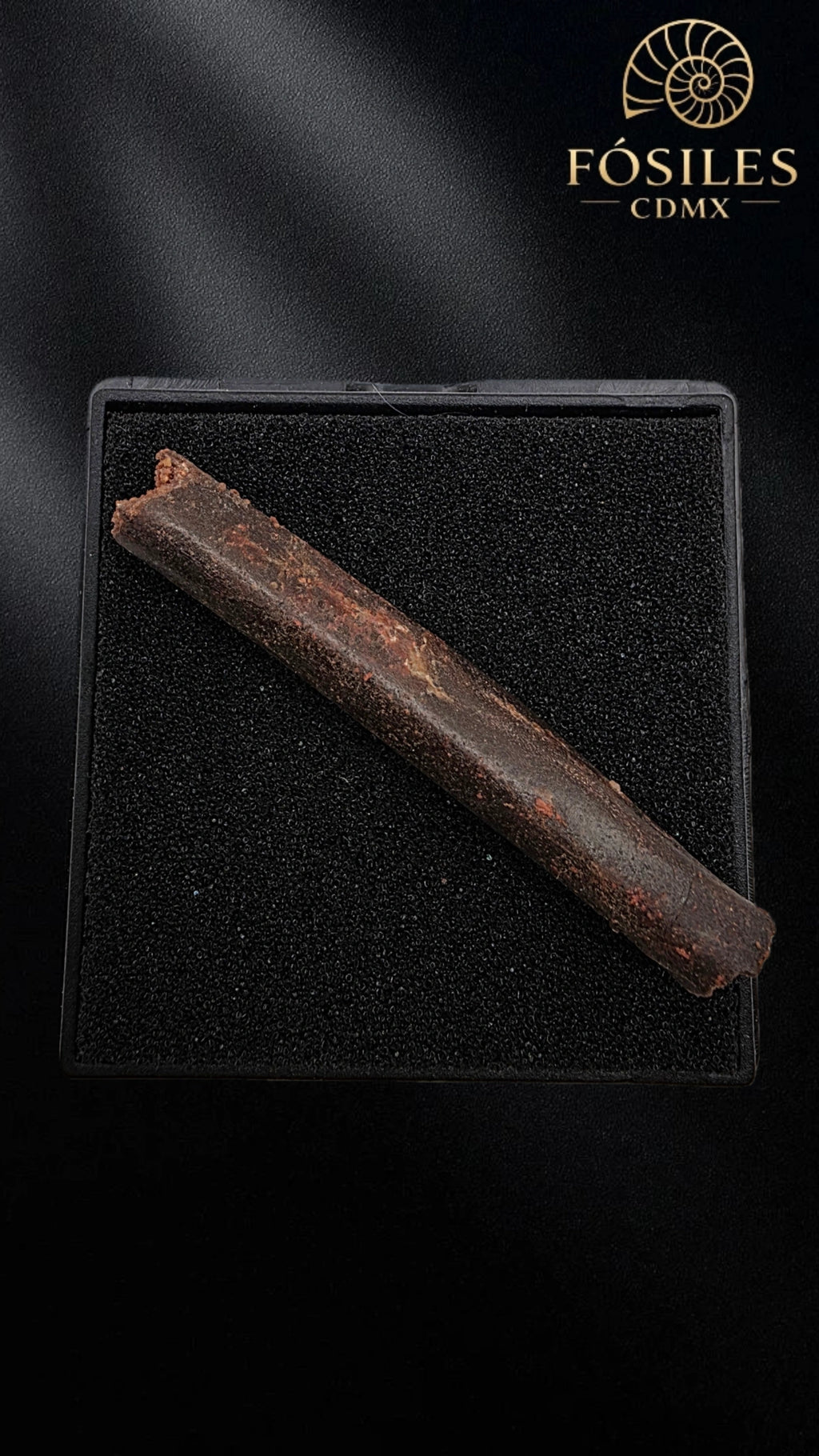 Hueso de ala de pterodactilo