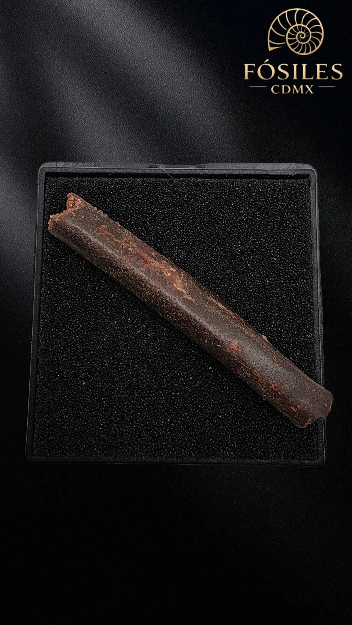Hueso de ala de pterodactilo
