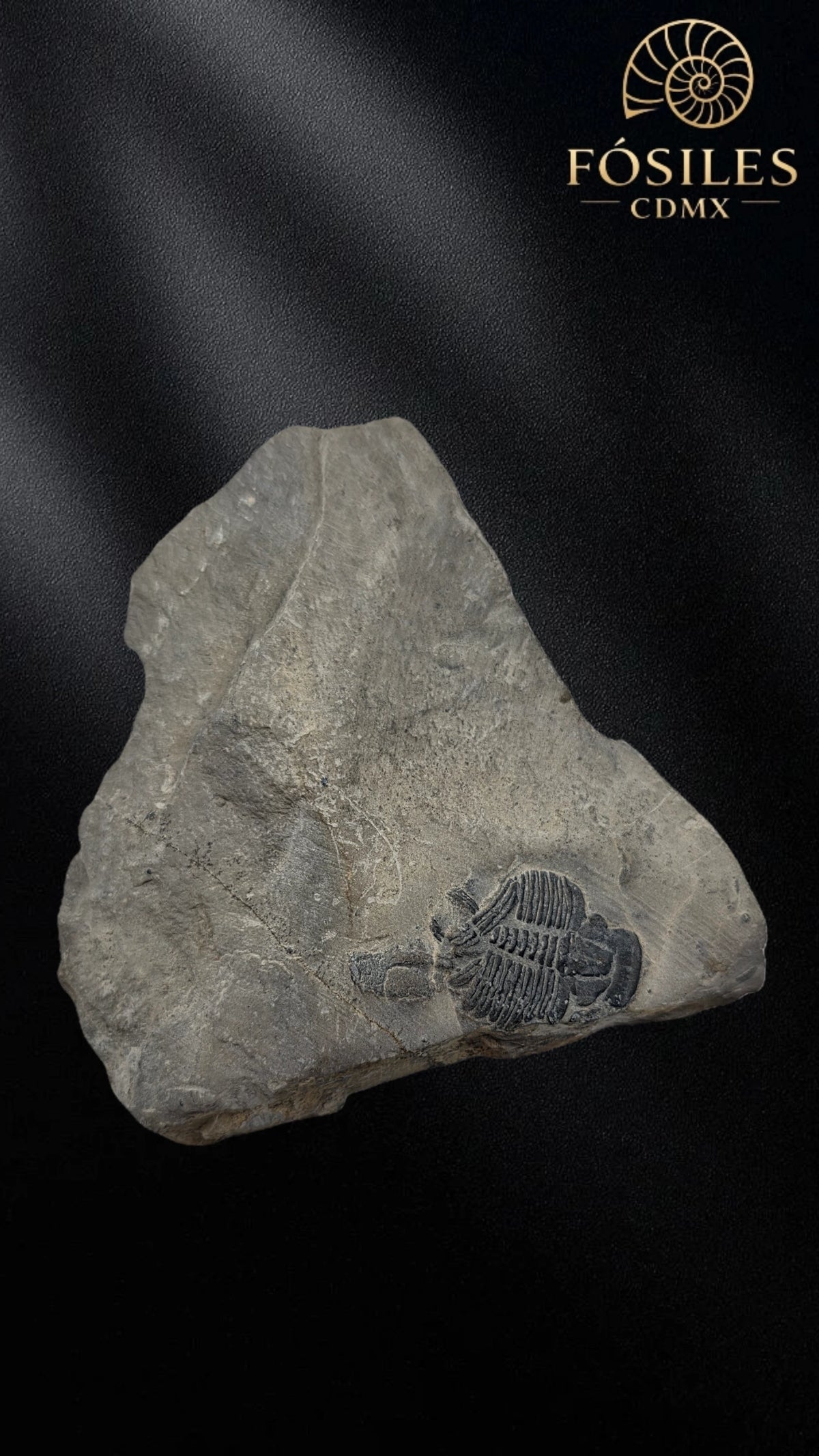 Trilobite elrathia kingii #8