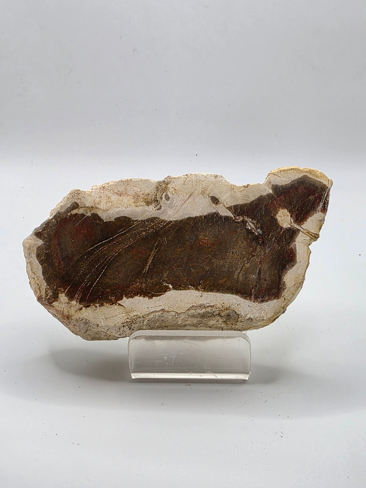 Madera petrificada de indonesia