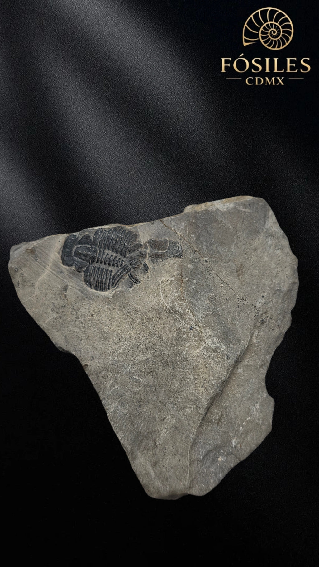 Trilobite elrathia kingii #8