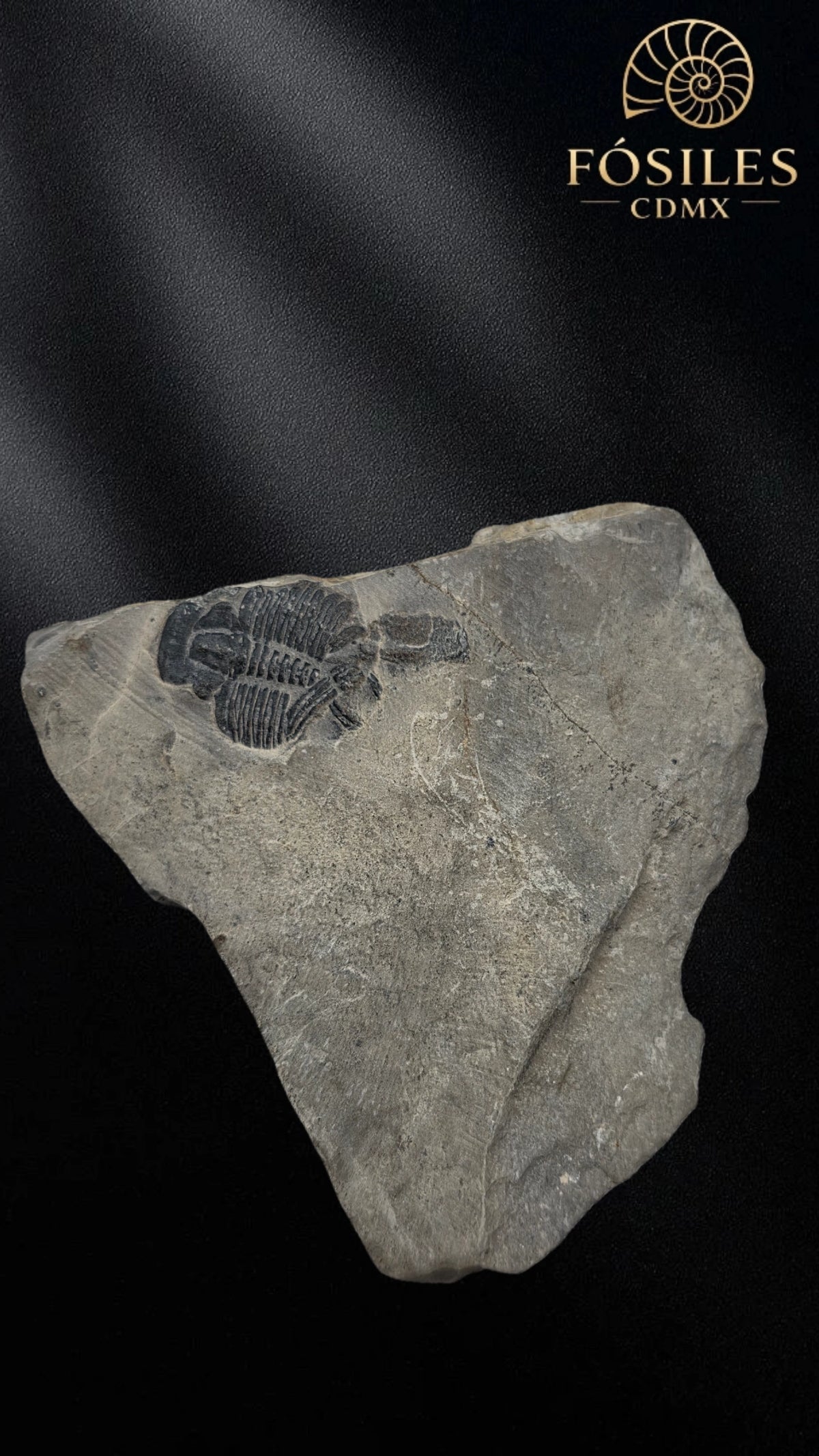 Trilobite elrathia kingii #8