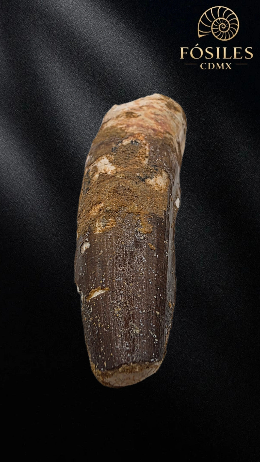 Diente grande de spinosaurus