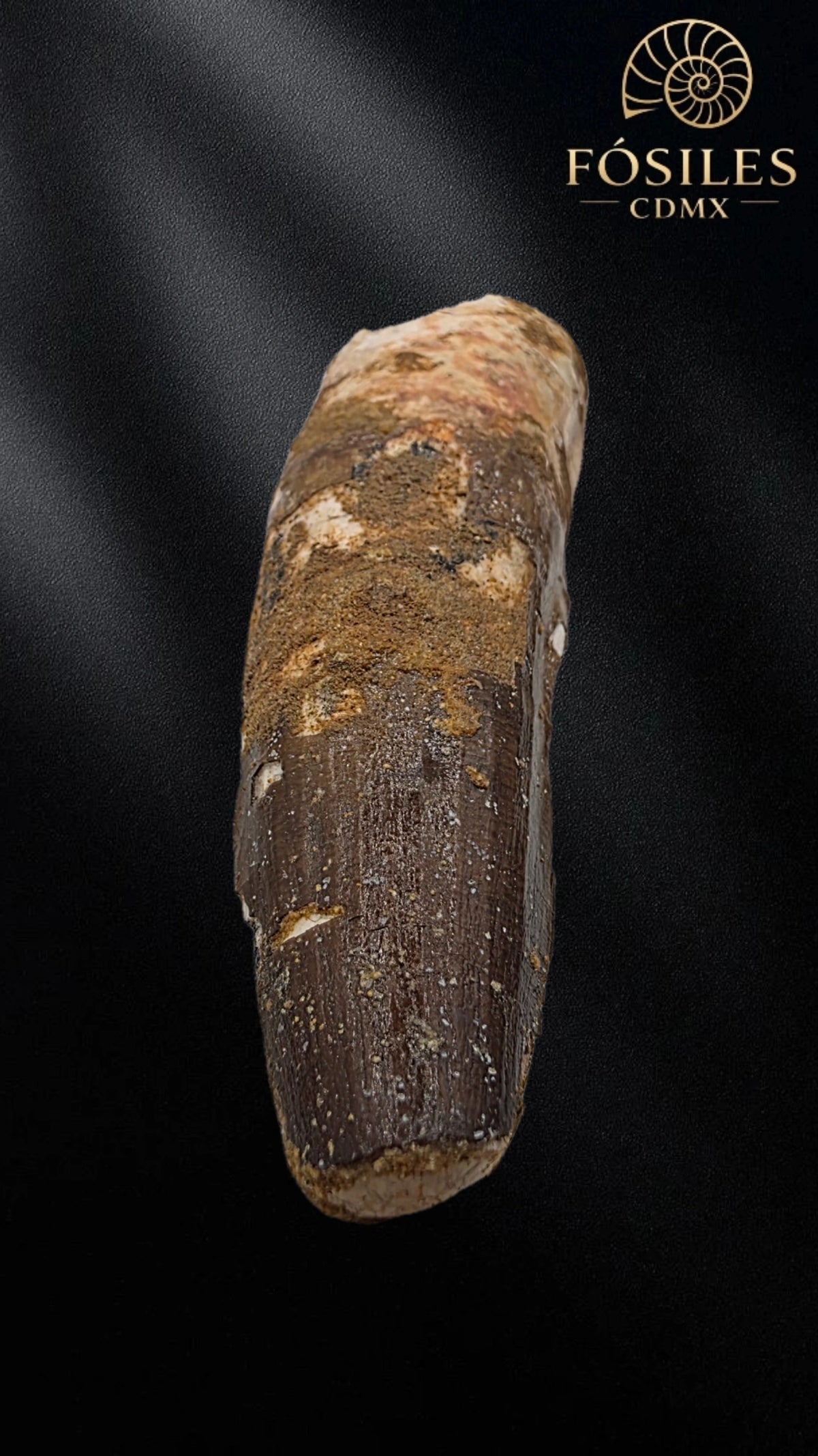 Diente grande de spinosaurus