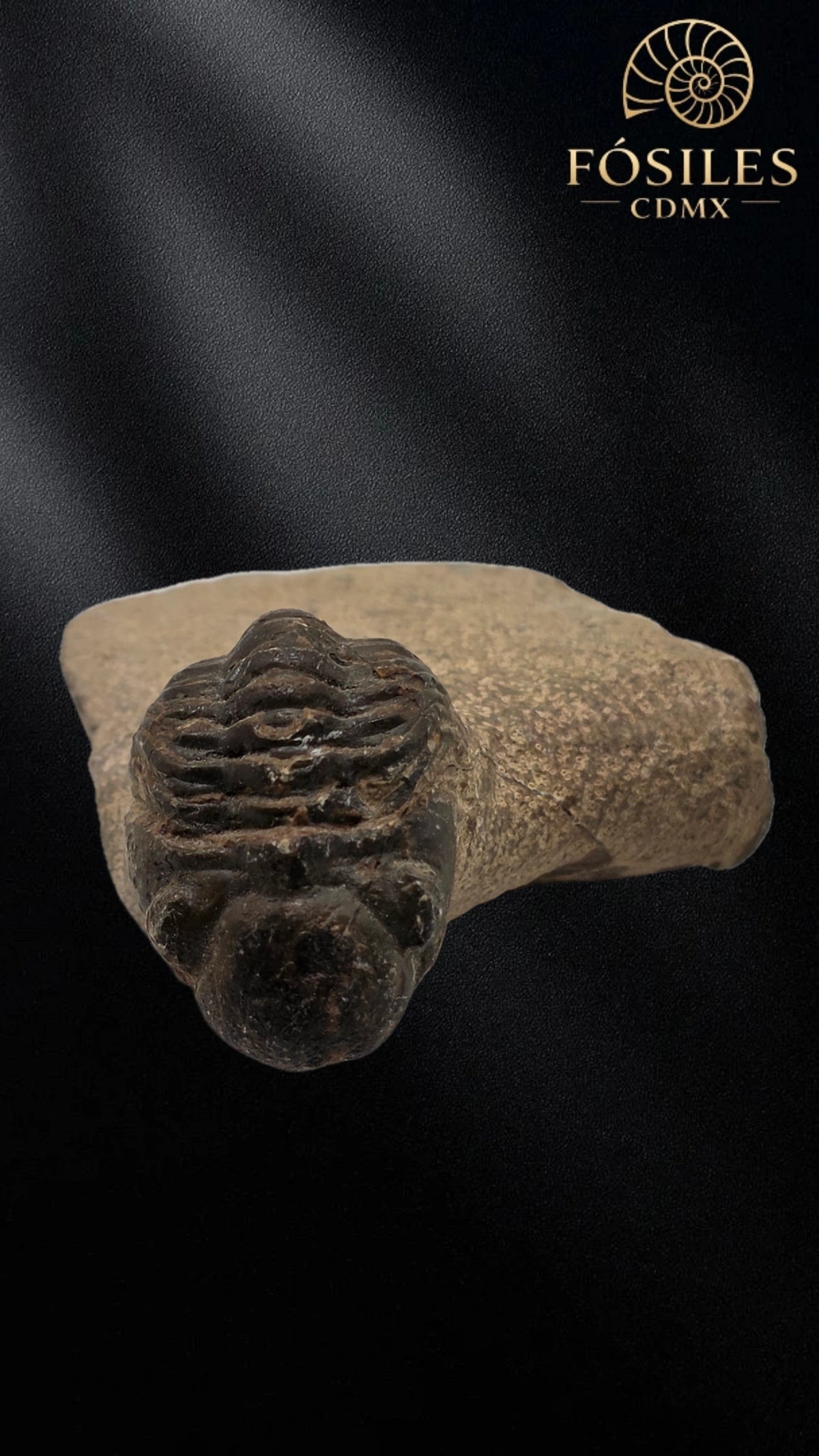 Trilobite enrollado en matriz #5