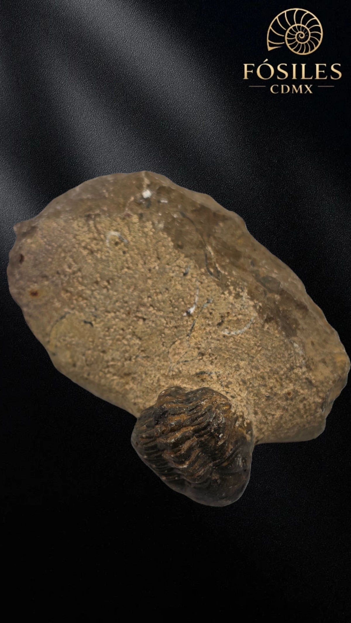 Trilobite enrollado en matriz #3