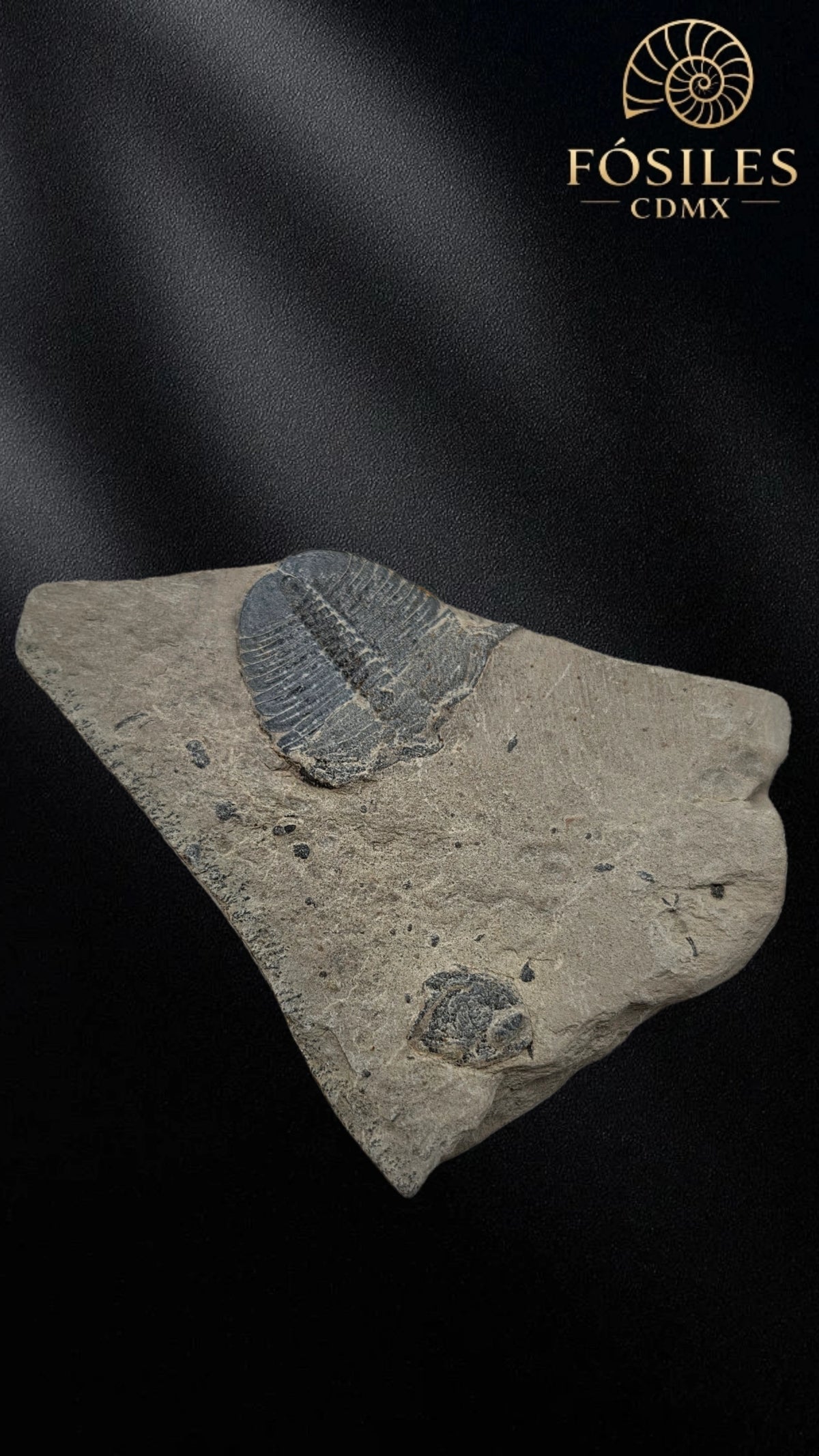Trilobite elrathia kingii #4