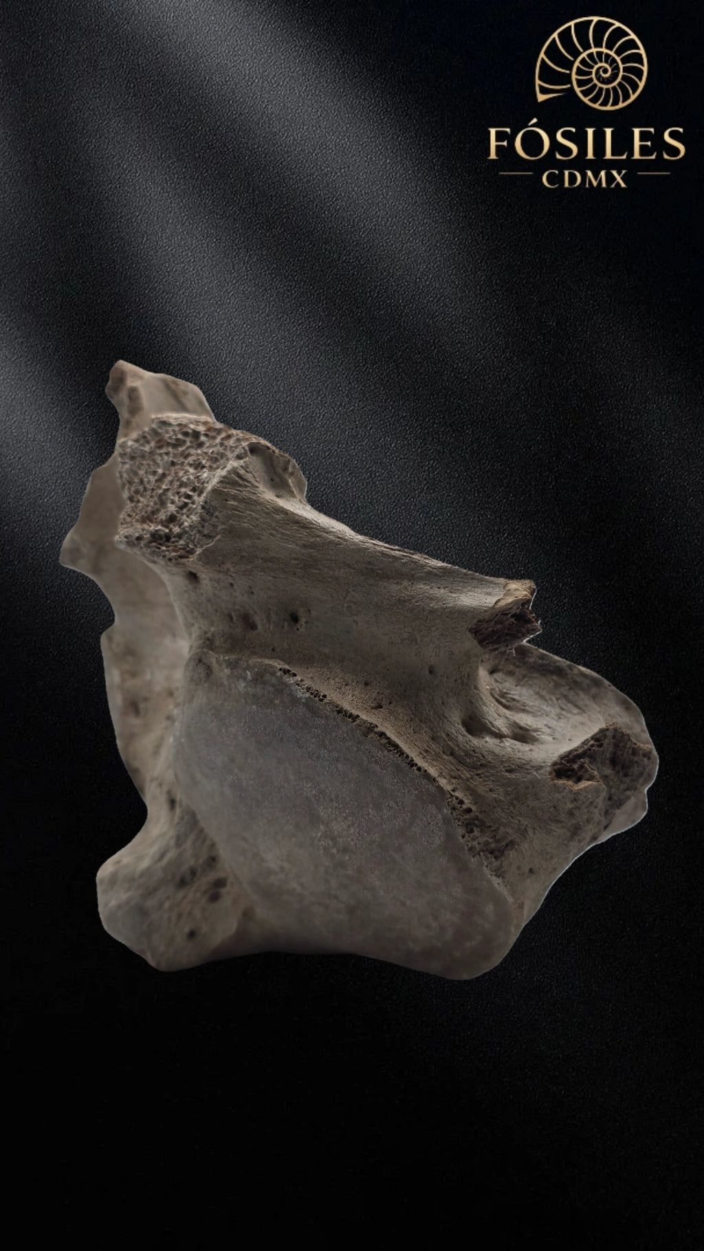 Vertebra de mamut