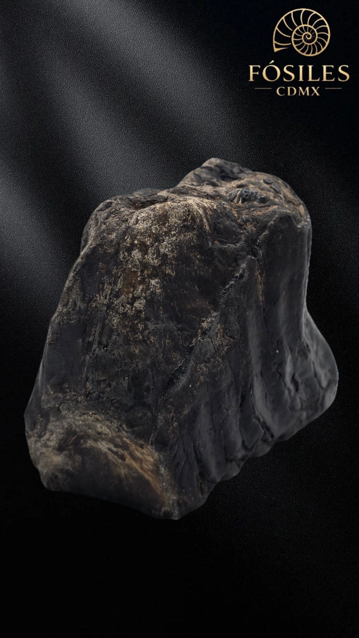 Molar de stegodon florensis