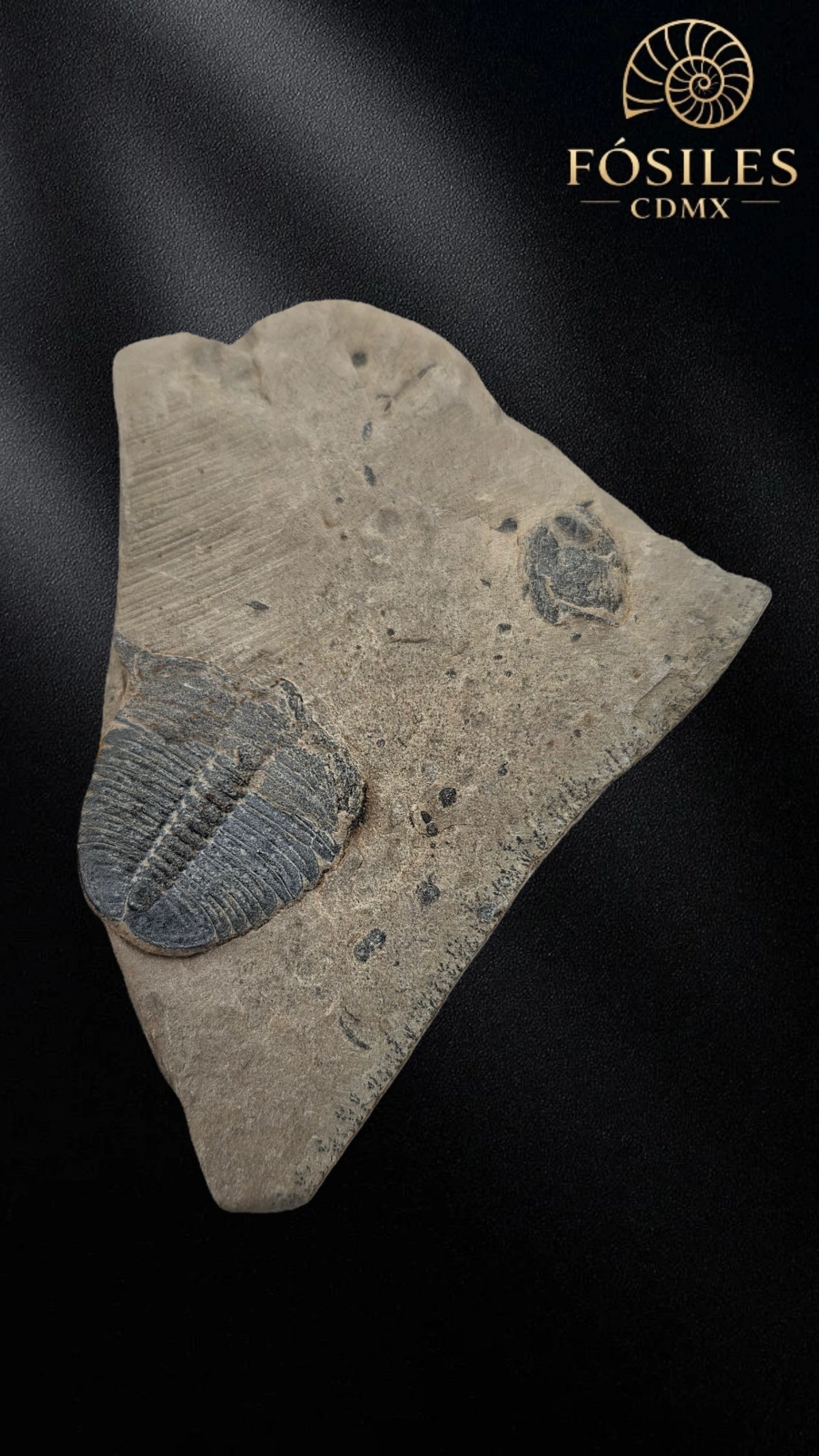 Trilobite elrathia kingii #4