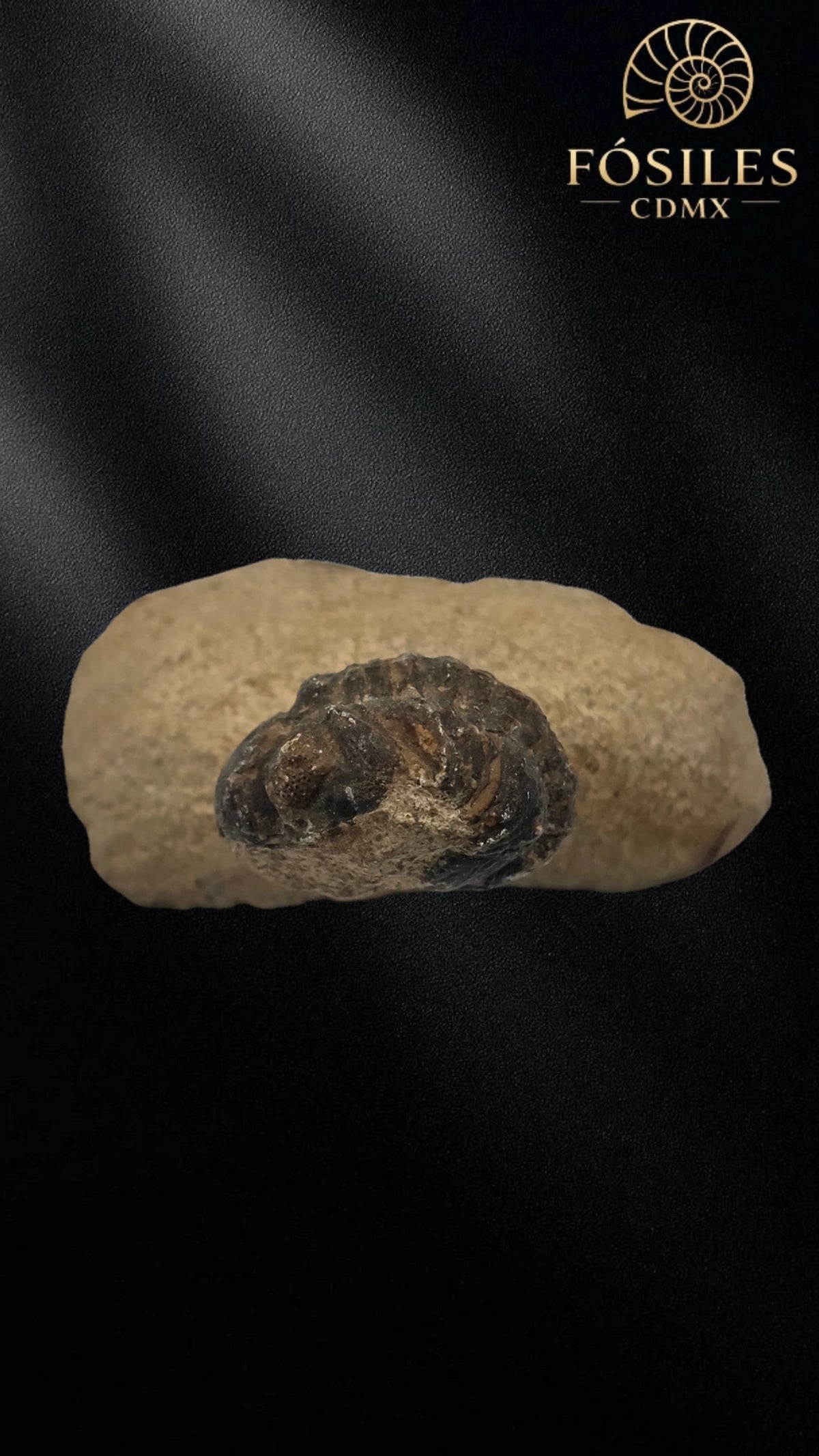 Trilobite enrollado en matriz #2