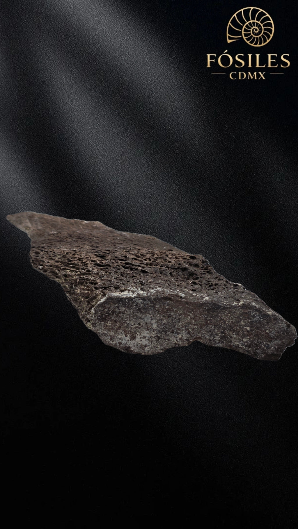 Fragmento de hueso de mamut #6