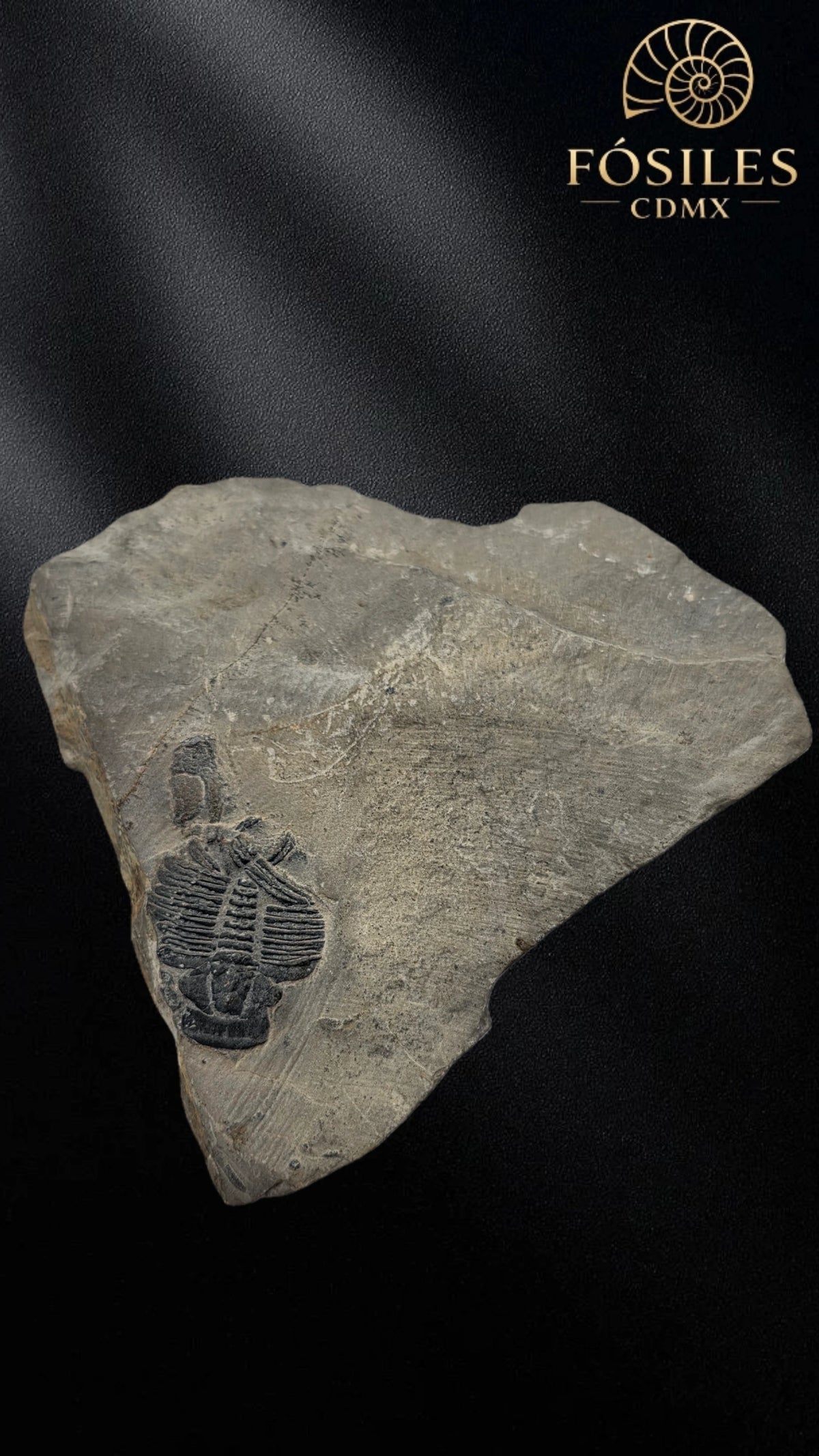 Trilobite elrathia kingii #8